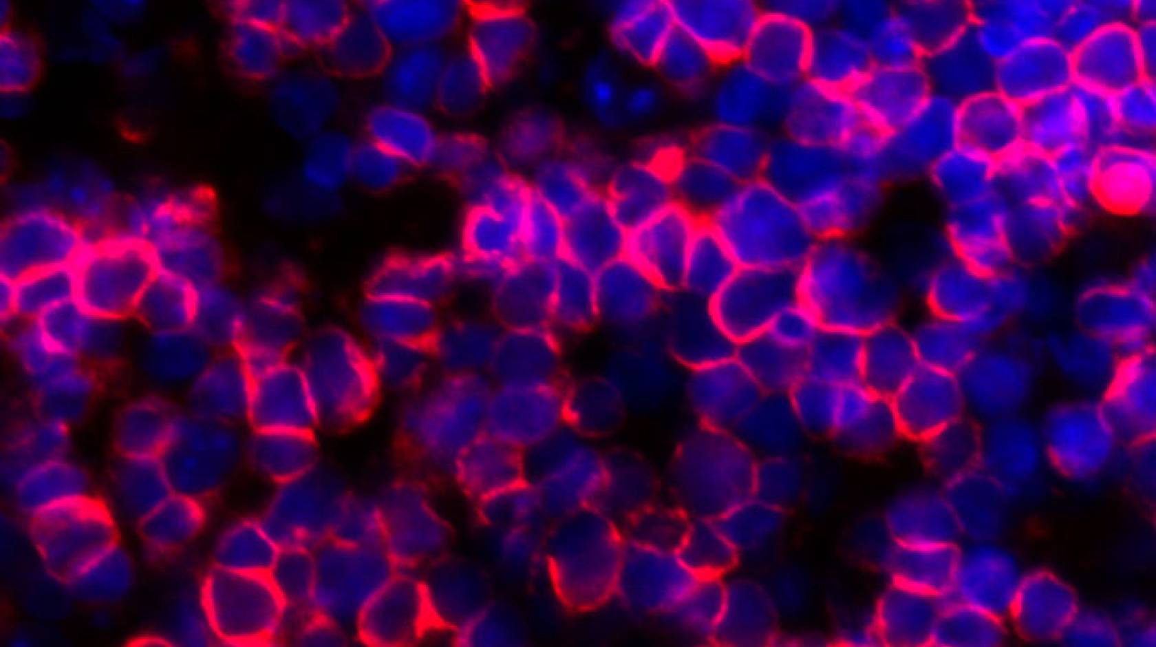 human T cells artificial