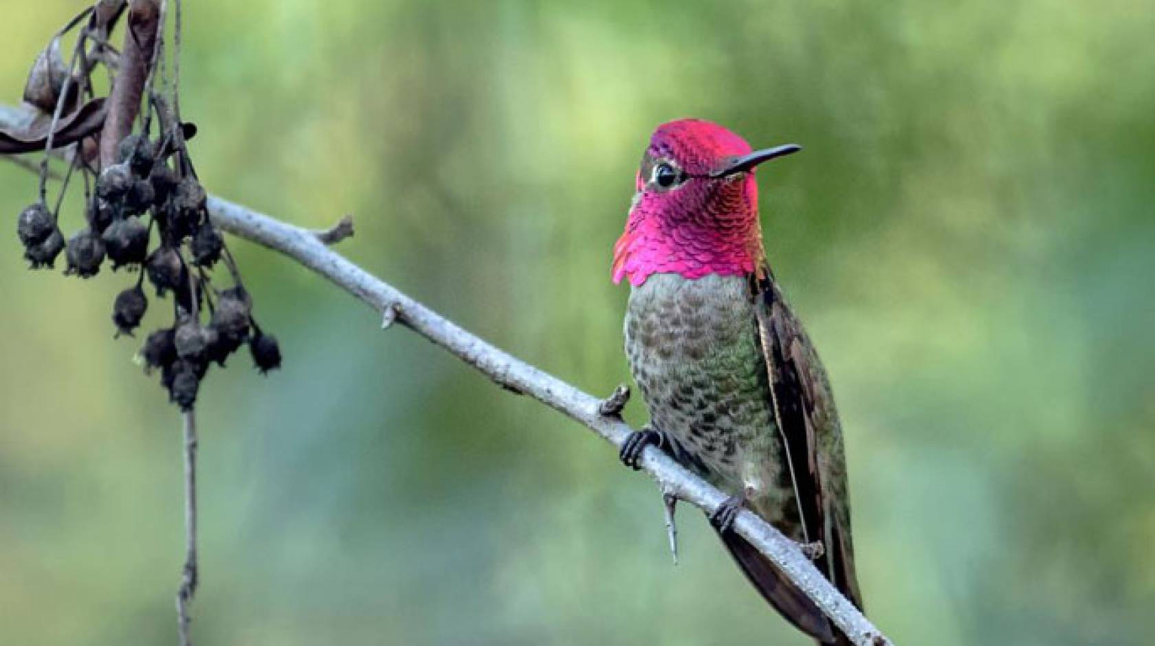 Hummingbird on a branch