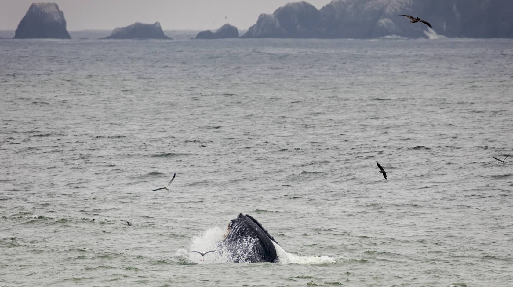 Humpback whale feeding in Pacifica, California