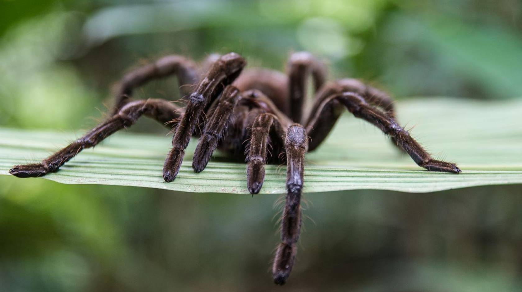 Tarantula on a plant