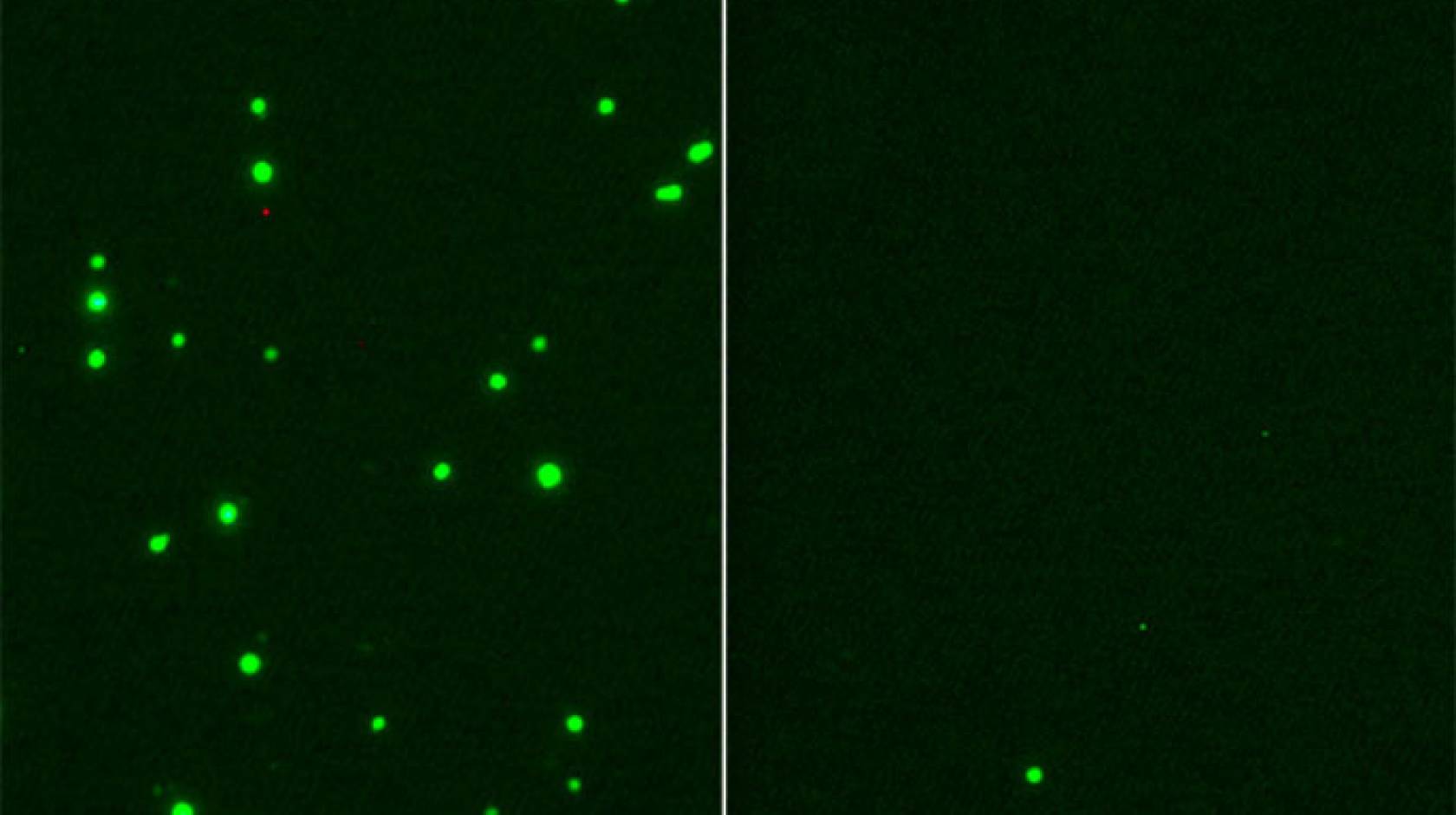SARS-CoV-2 infection (green, left) is inhibited by 25HC treatment (right)