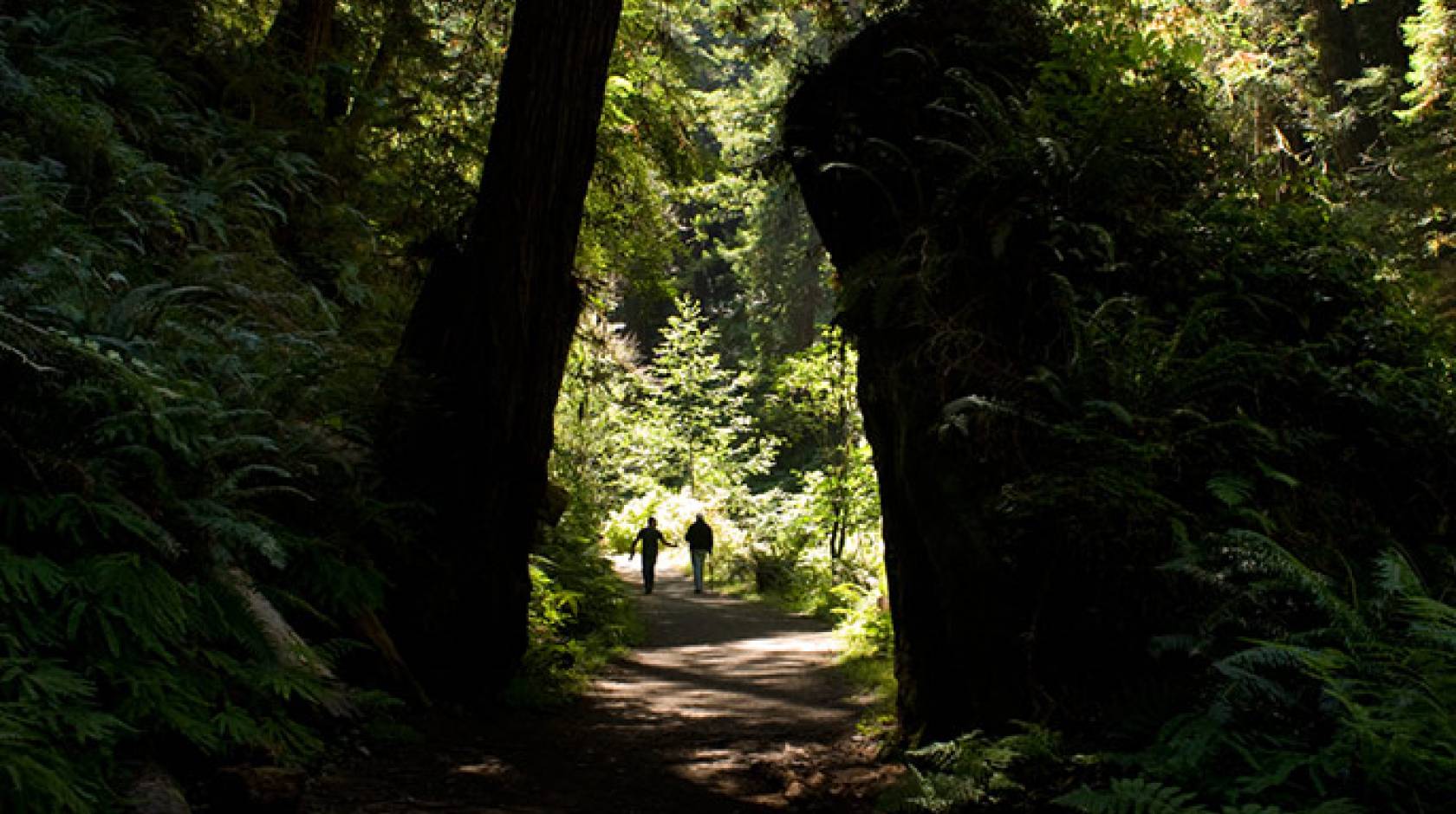 couple strolls through forest