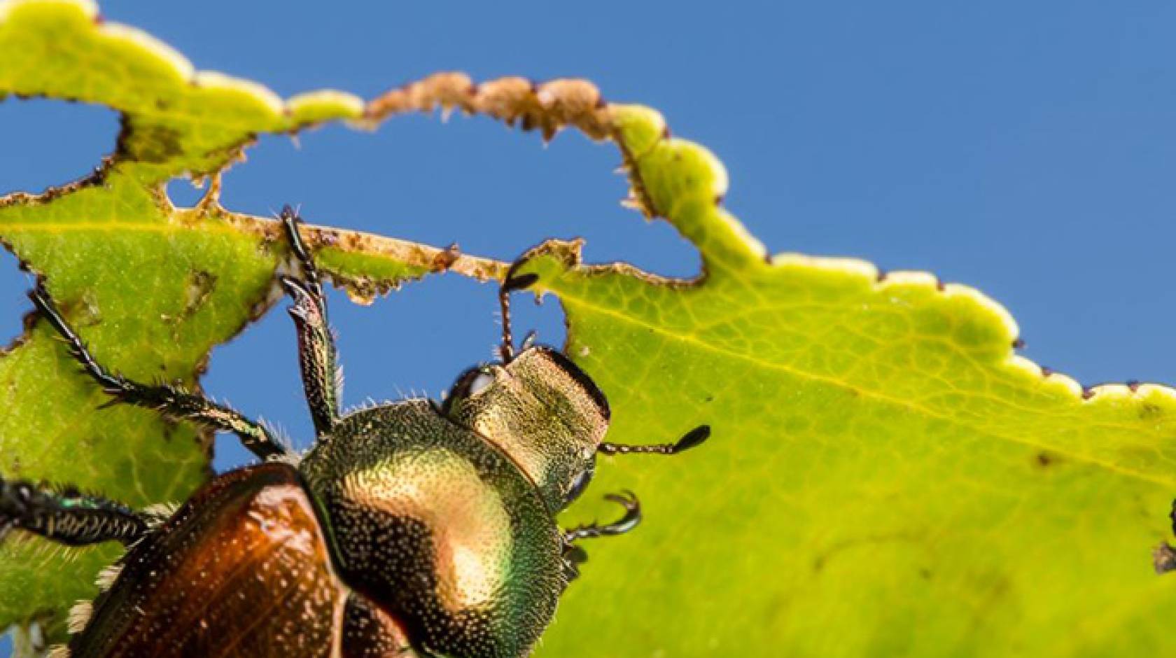 A Japanese beetle munches a leaf. 