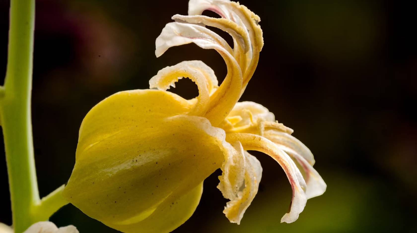 A close-up of a yellow wildflower