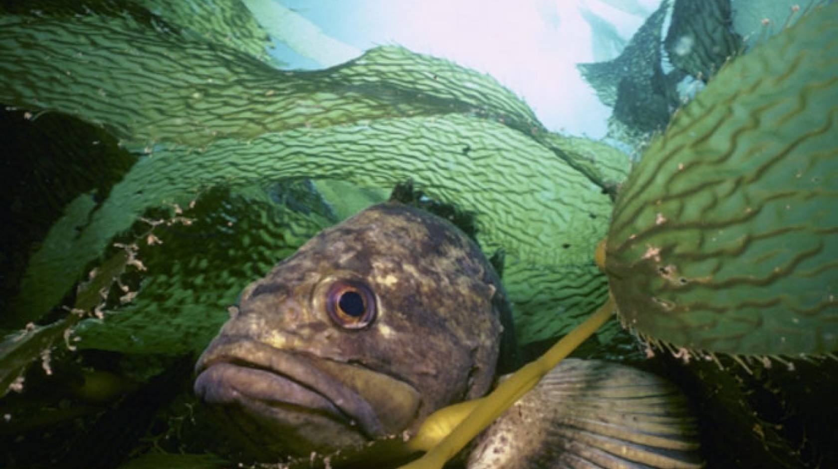 Rockfish in among kelp