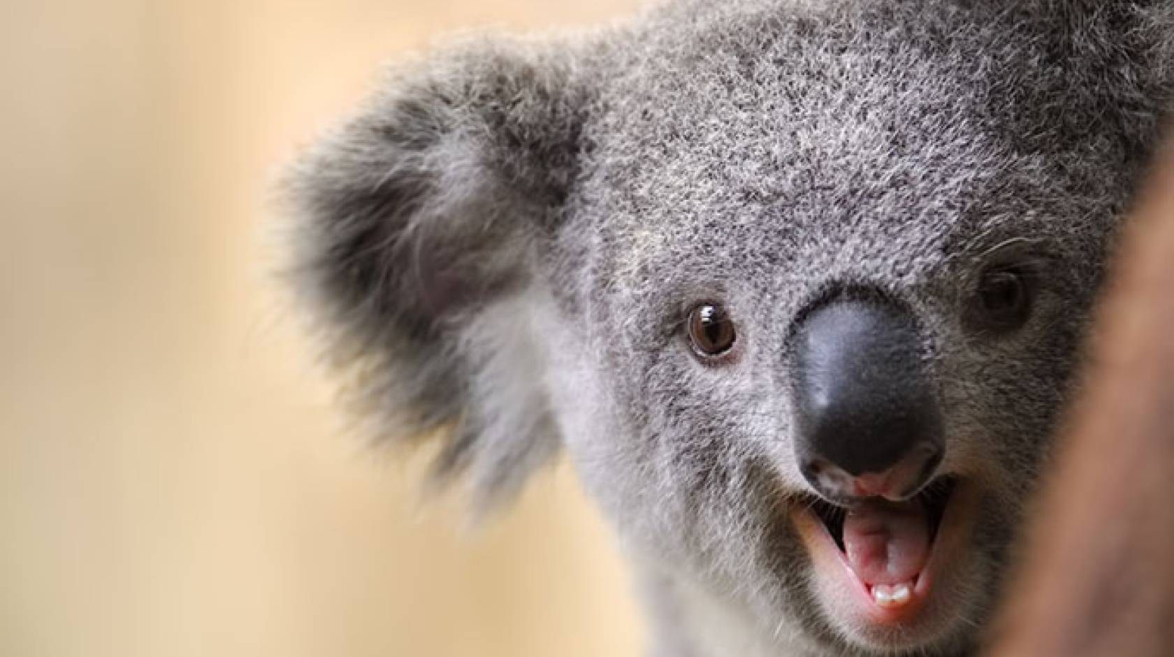 Animals laugh, too | University of California