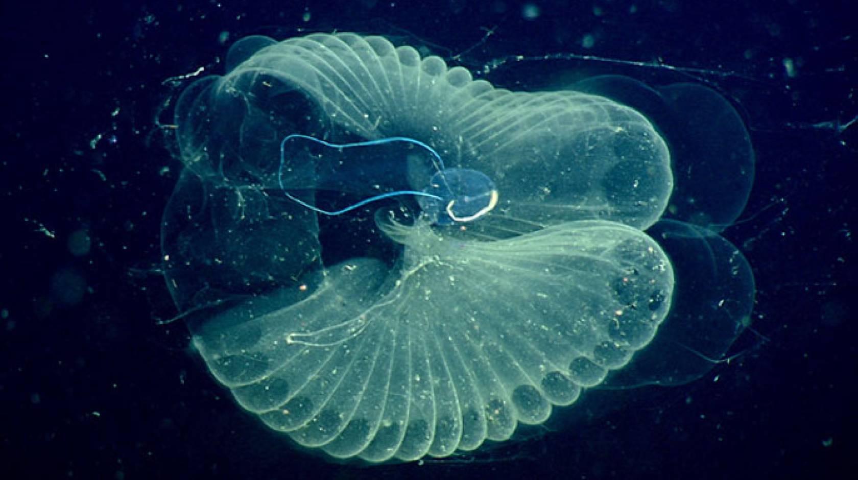 Larvacean with microplastic particles within