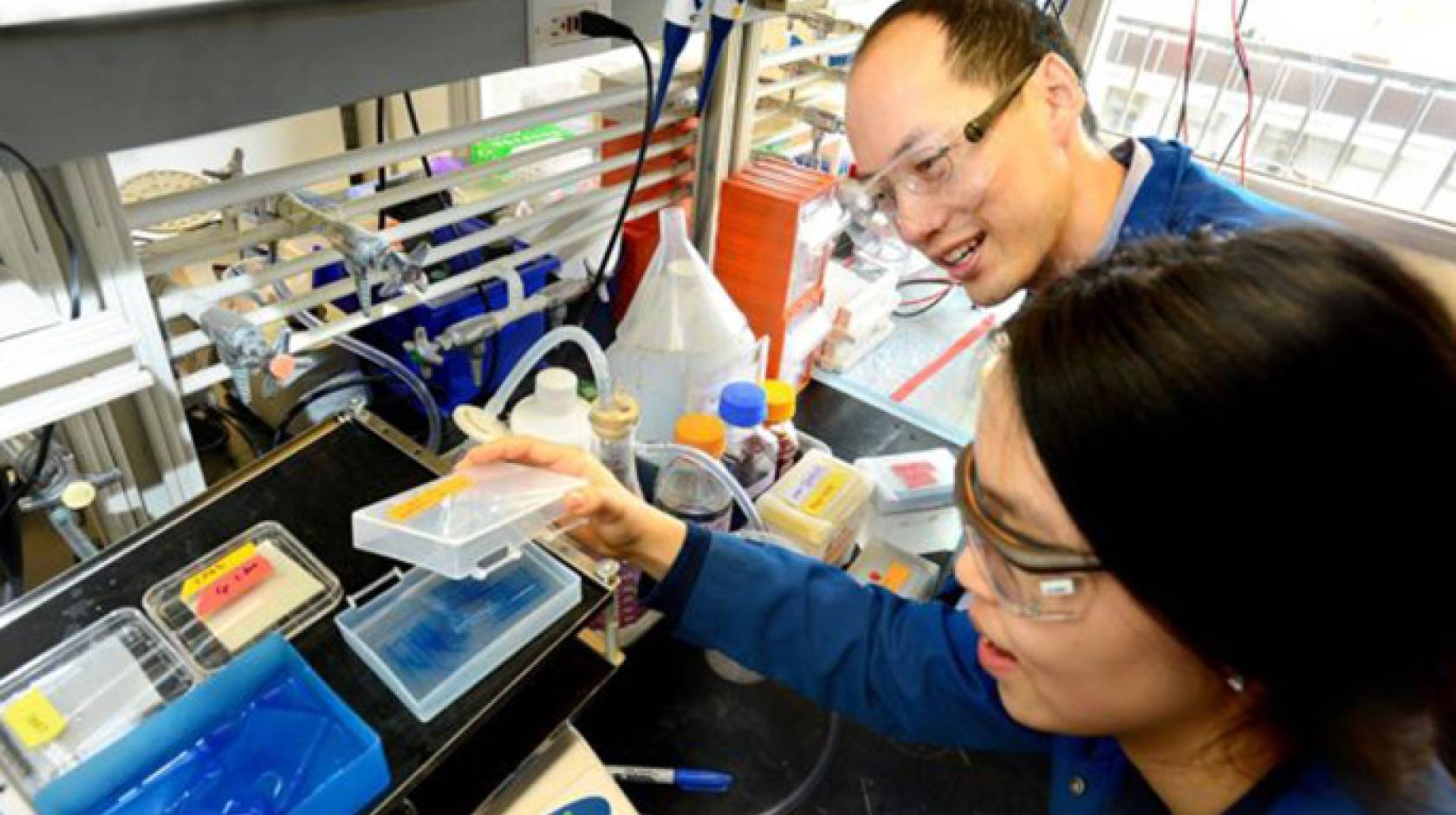 Chris Chang and UC Berkeley graduate student Sumin Lee carry out experiments to find proteins that bind to copper and potentially influence the storage and burning of fat. 