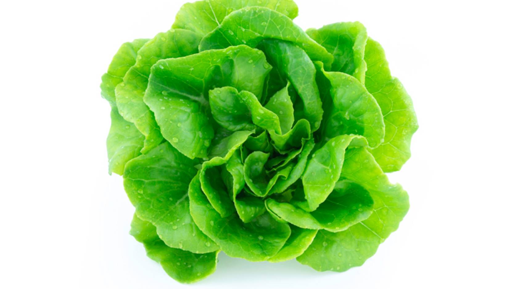 Lettuce on white background Lettuce on white background