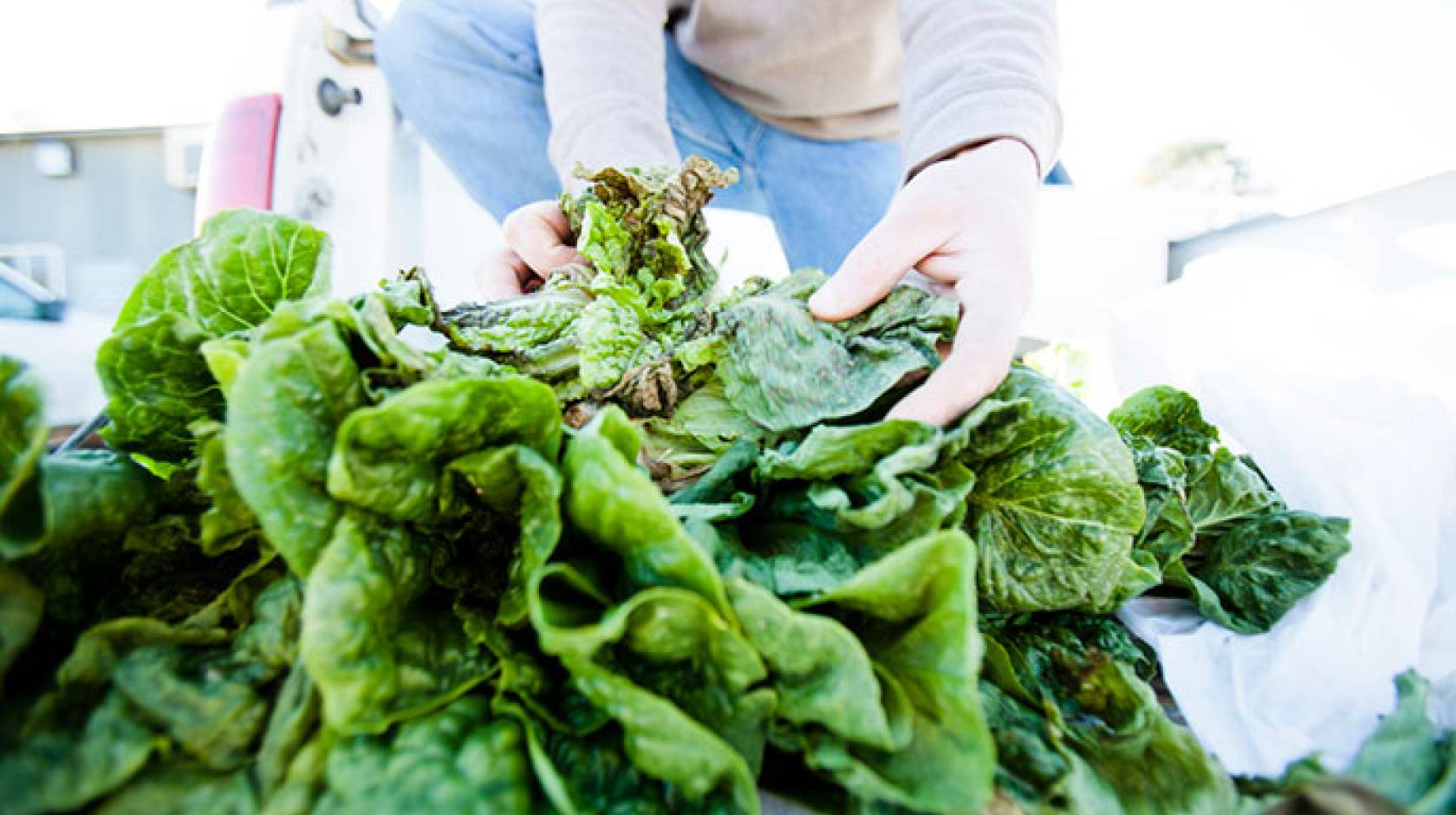 handling lettuce