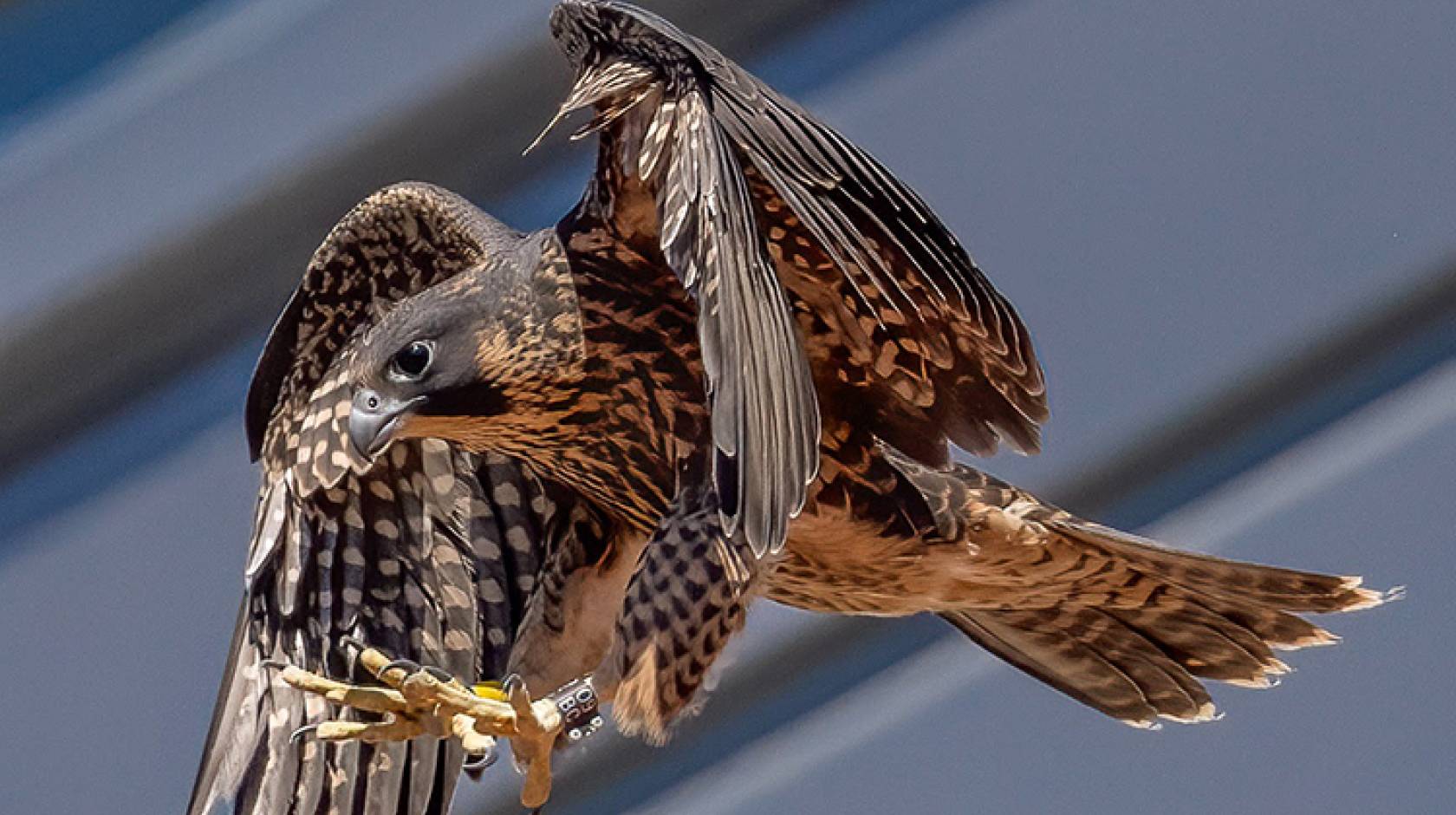 Peregrine falcon with wings up, landing