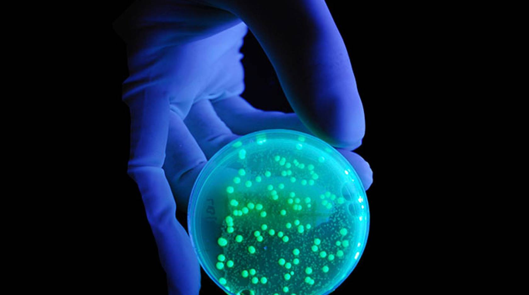 bacteria (iStock)