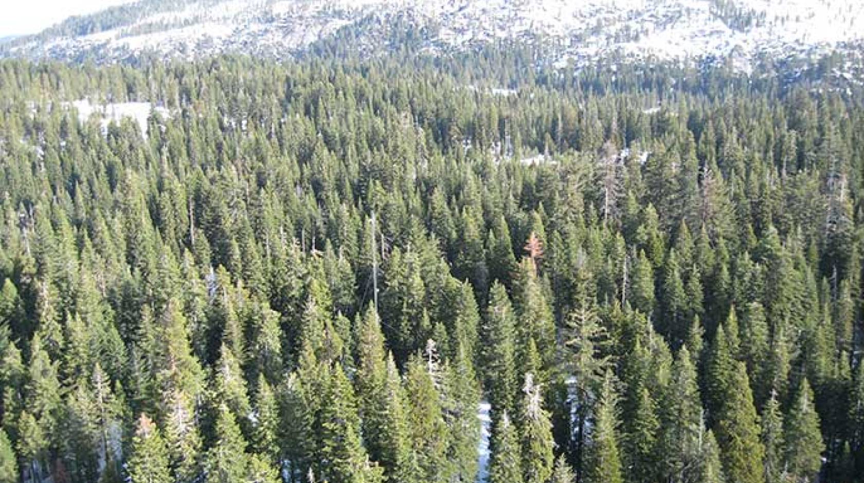 trees in Sierra Nevada