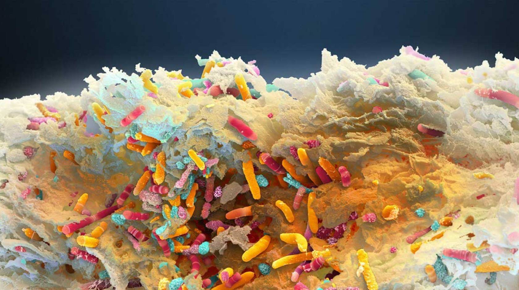 Colorful image of the microbiome as seen under a microscope (looks like fabrics from a rug)