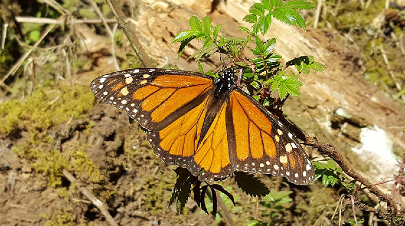 UC San Diego monarch butterfly