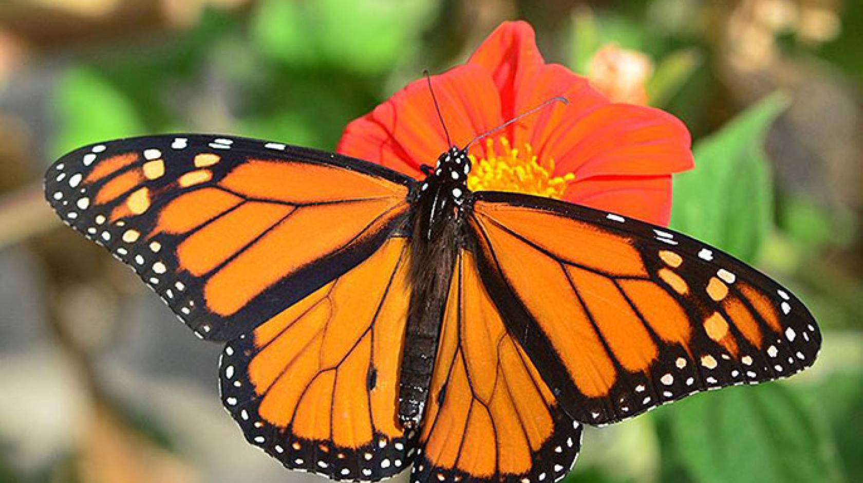 UC Davis butterflies