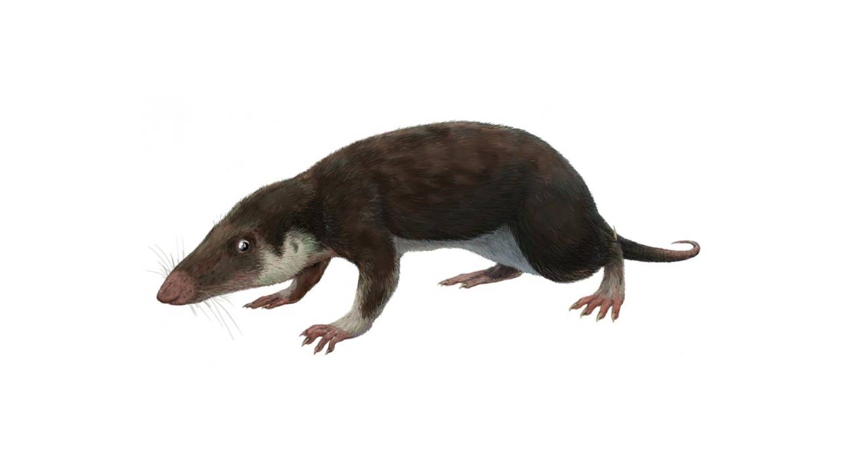 A 200-million-year-old long-snouted mouse-like animal, Morganucodon, which our common ancestor probably resembled