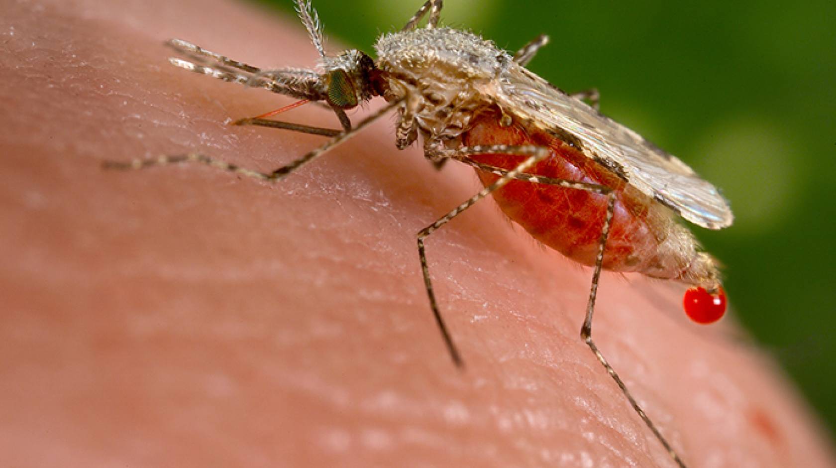 An Anopheles stephensi mosquito obtains a blood meal from a human host through its pointed proboscis. A known malarial vector, the species can found from Egypt all the way to China.