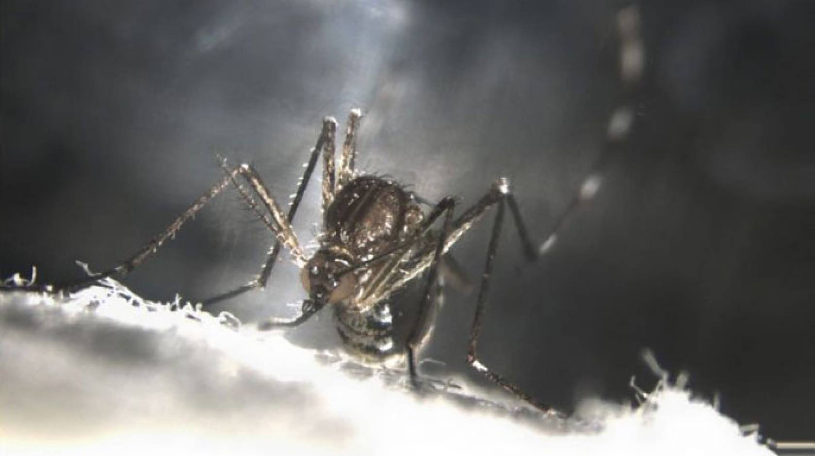 UC Riverside mosquitoes self-destruct