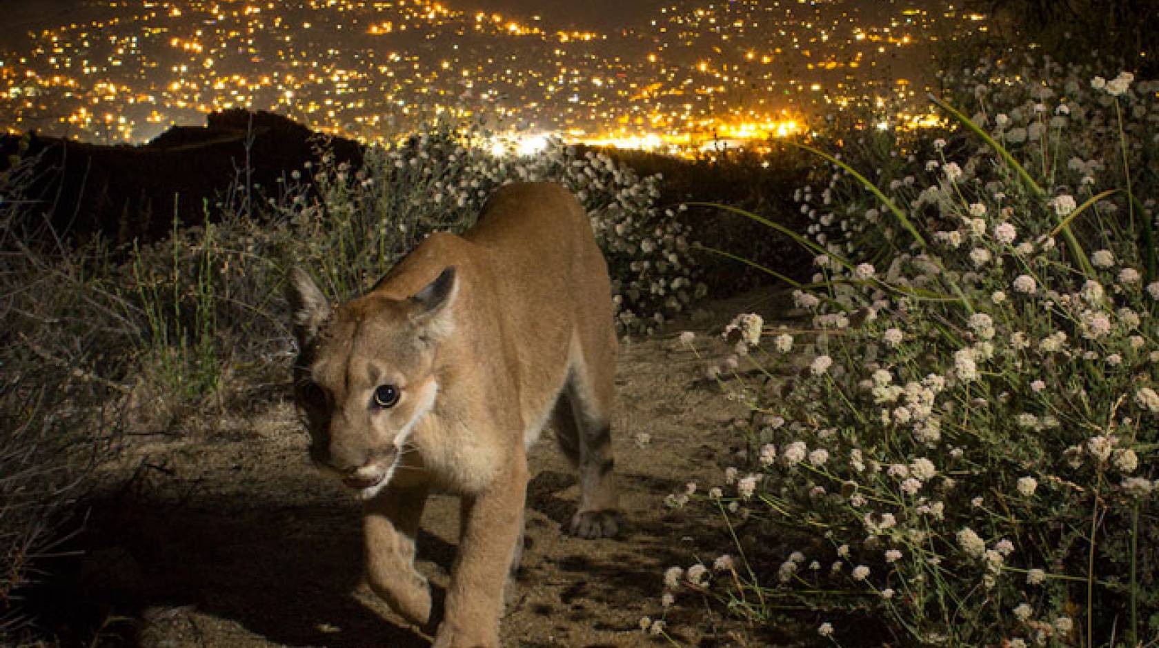 Mountain lion in Southern California, city in the background