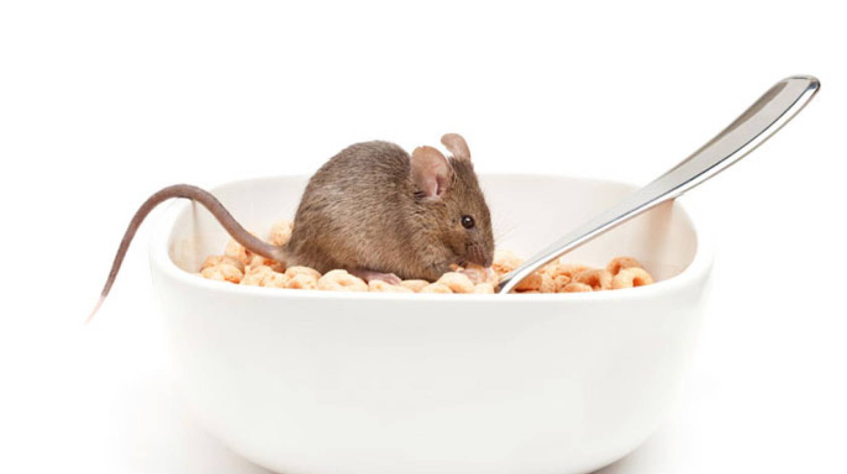 Mouse cheerio Berkeley