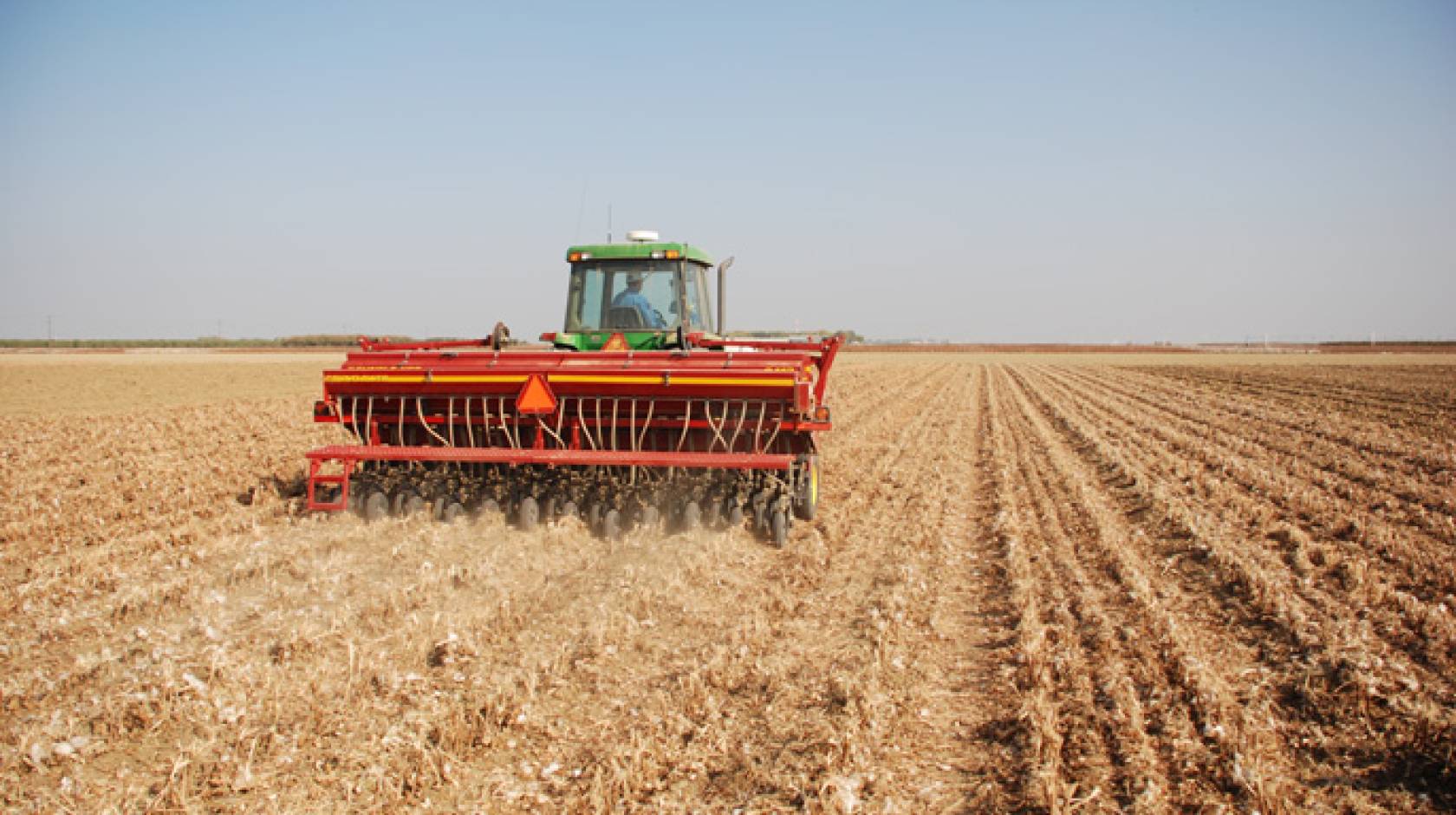 No-till cover crop seeding into cotton and tomato residues.