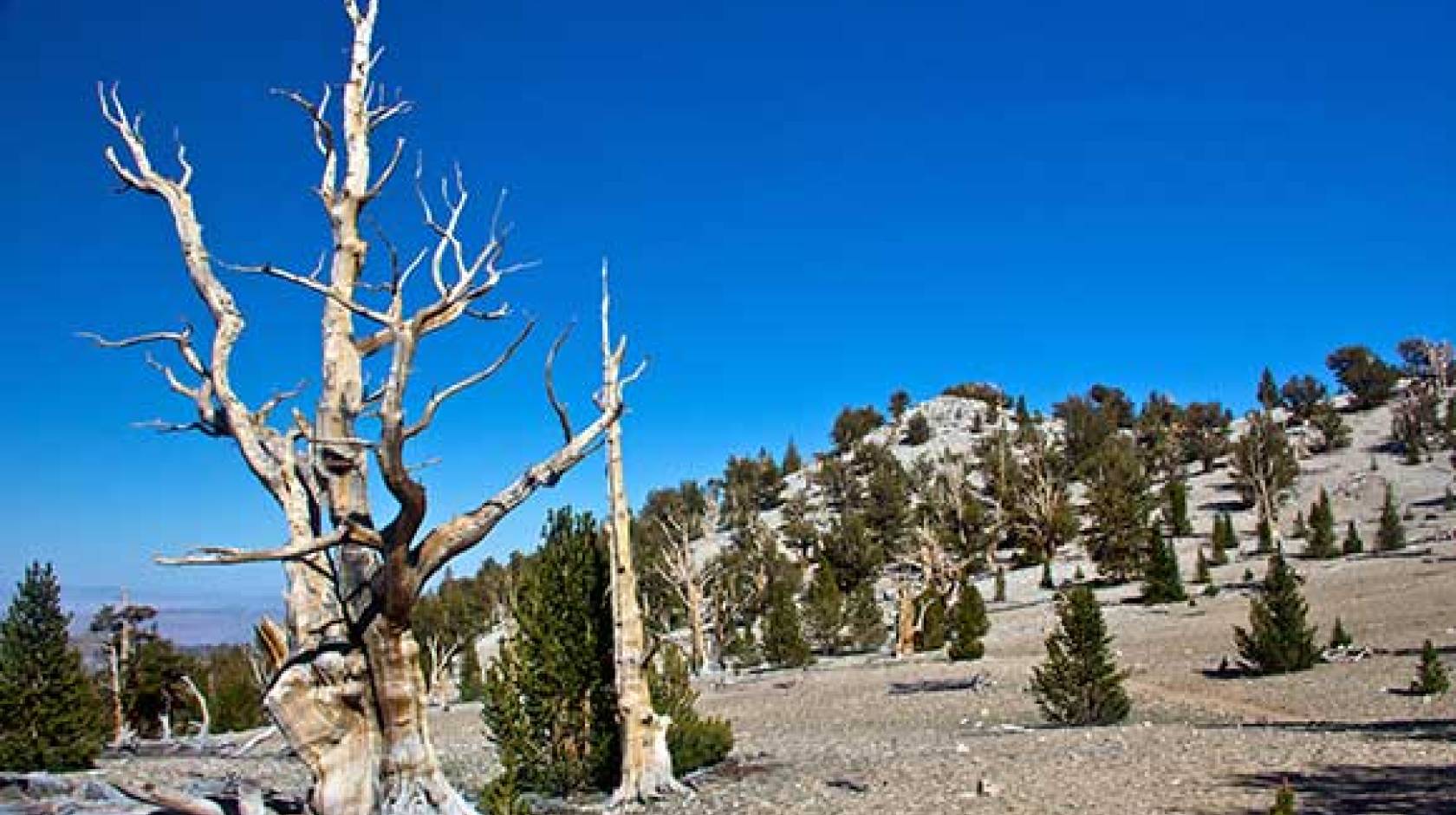 bristlecone pines