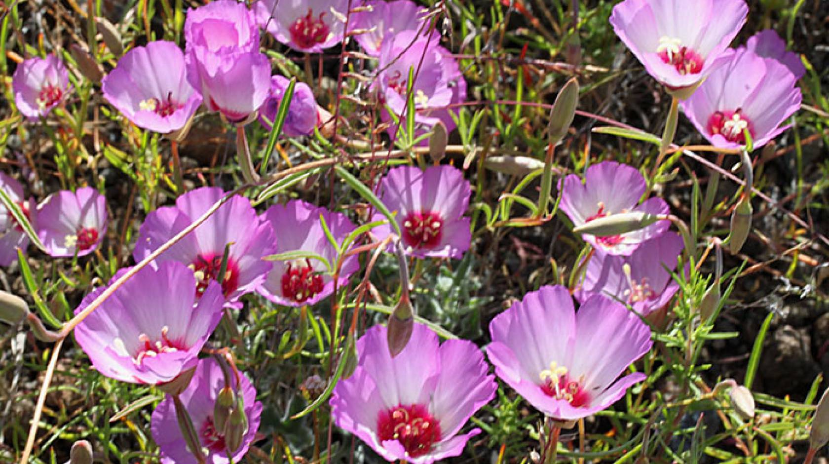 Tracy&#039;s clarkia