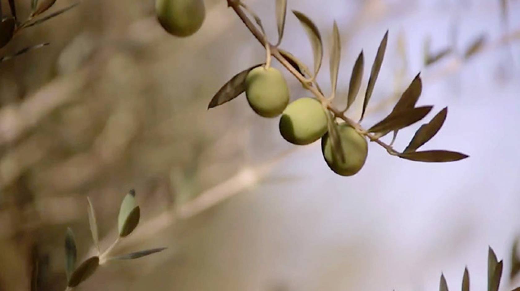 Olives