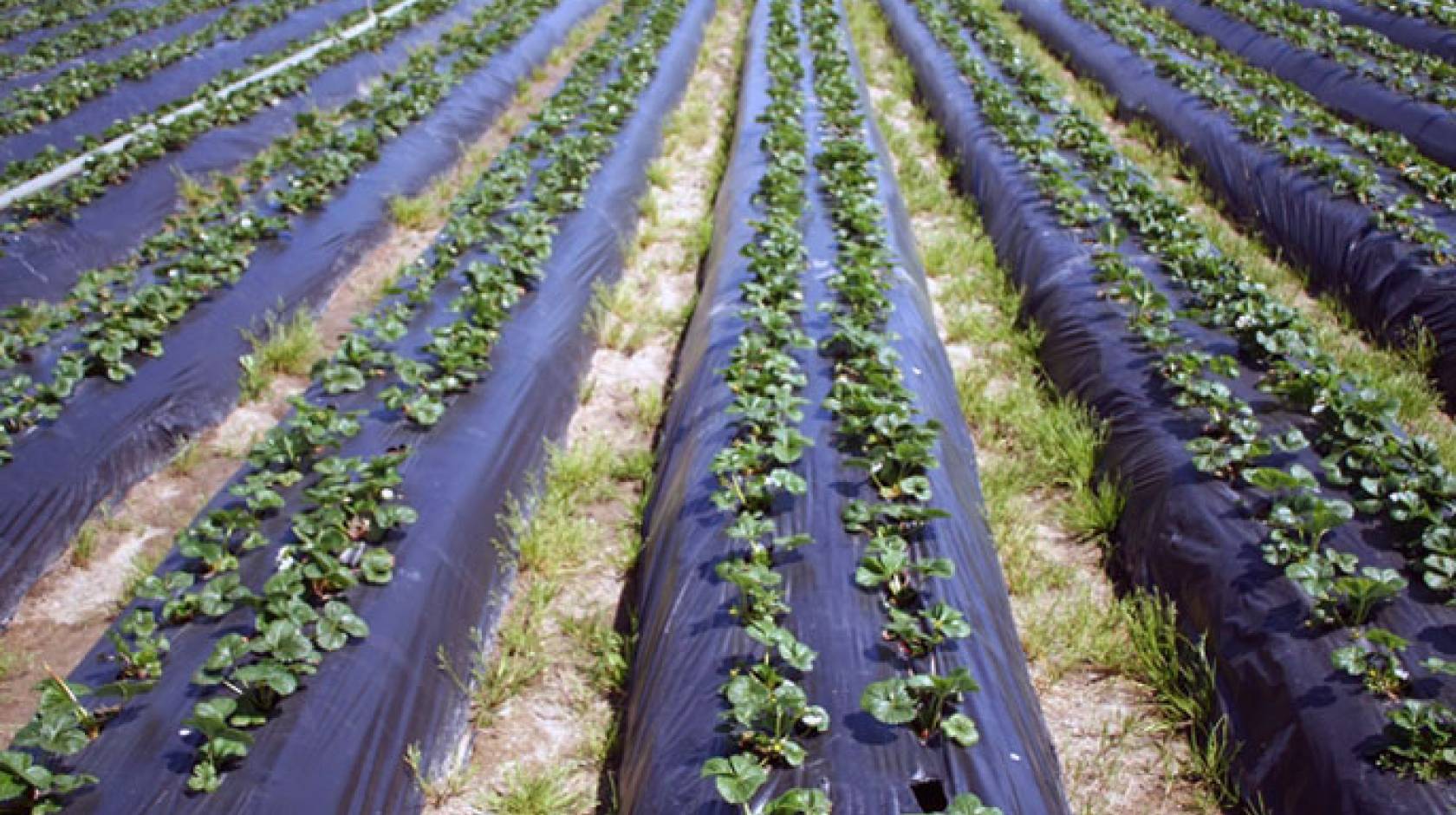 A field of crops