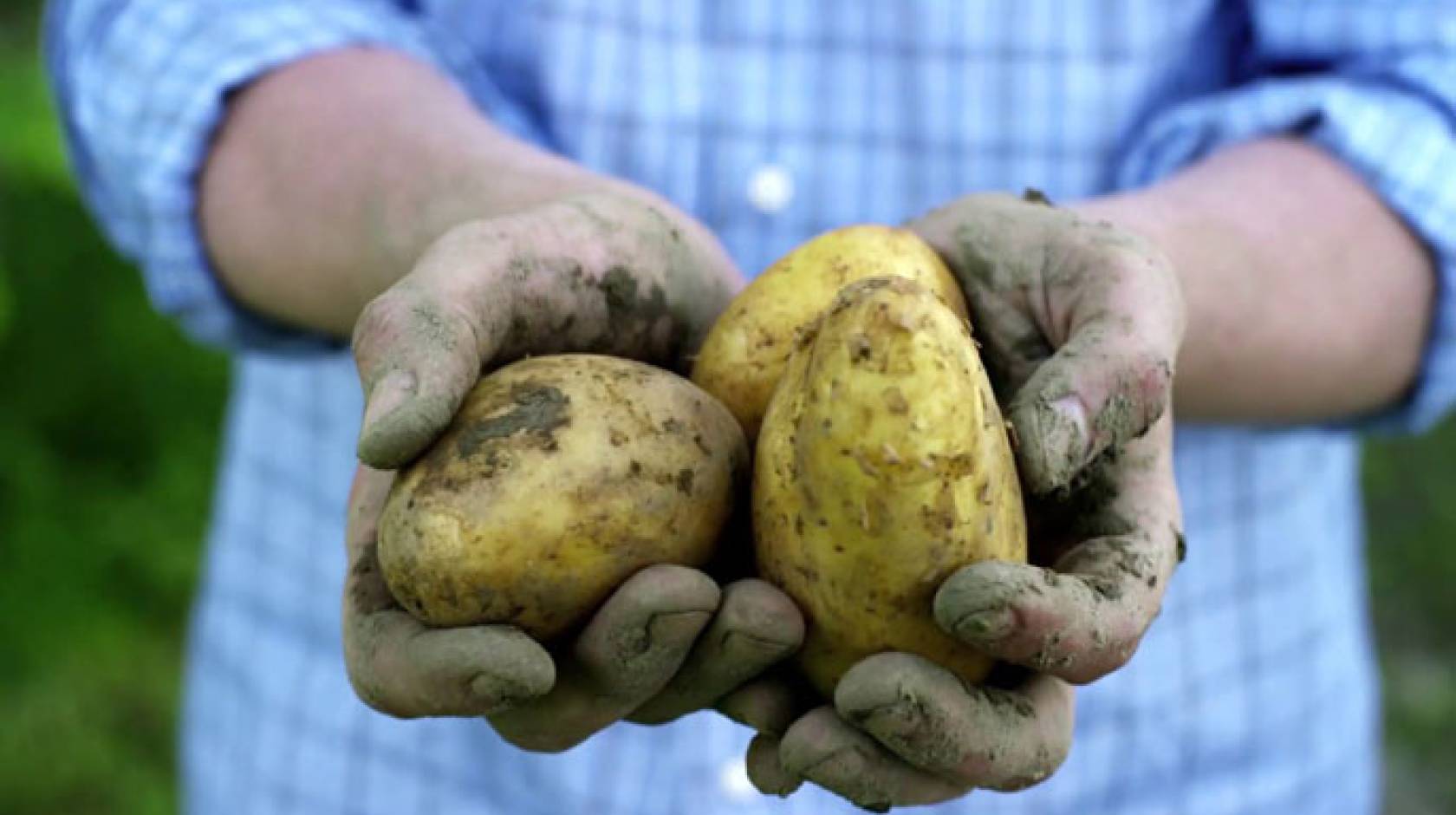 Potatoes in hand