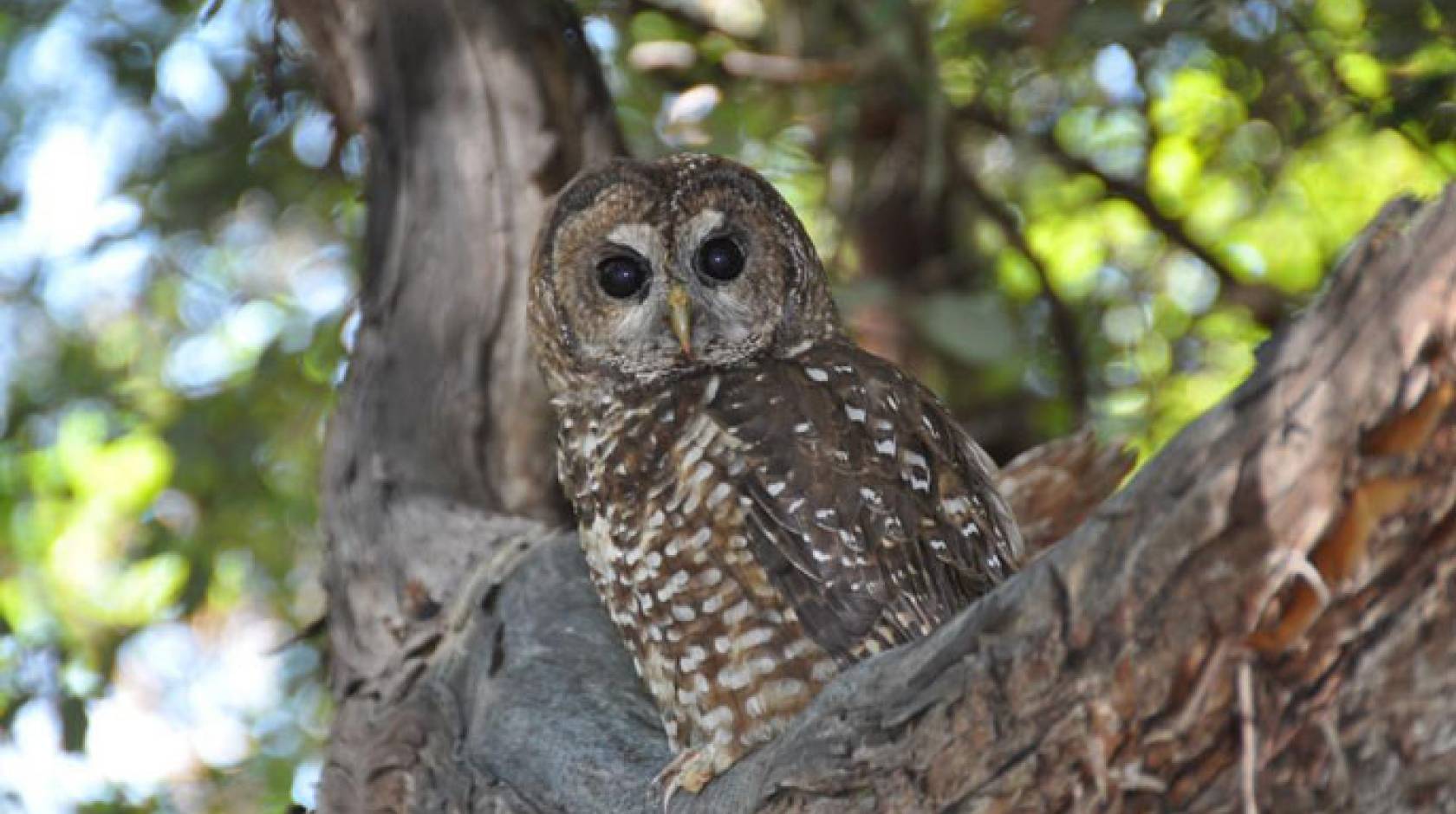 UC Davis owl