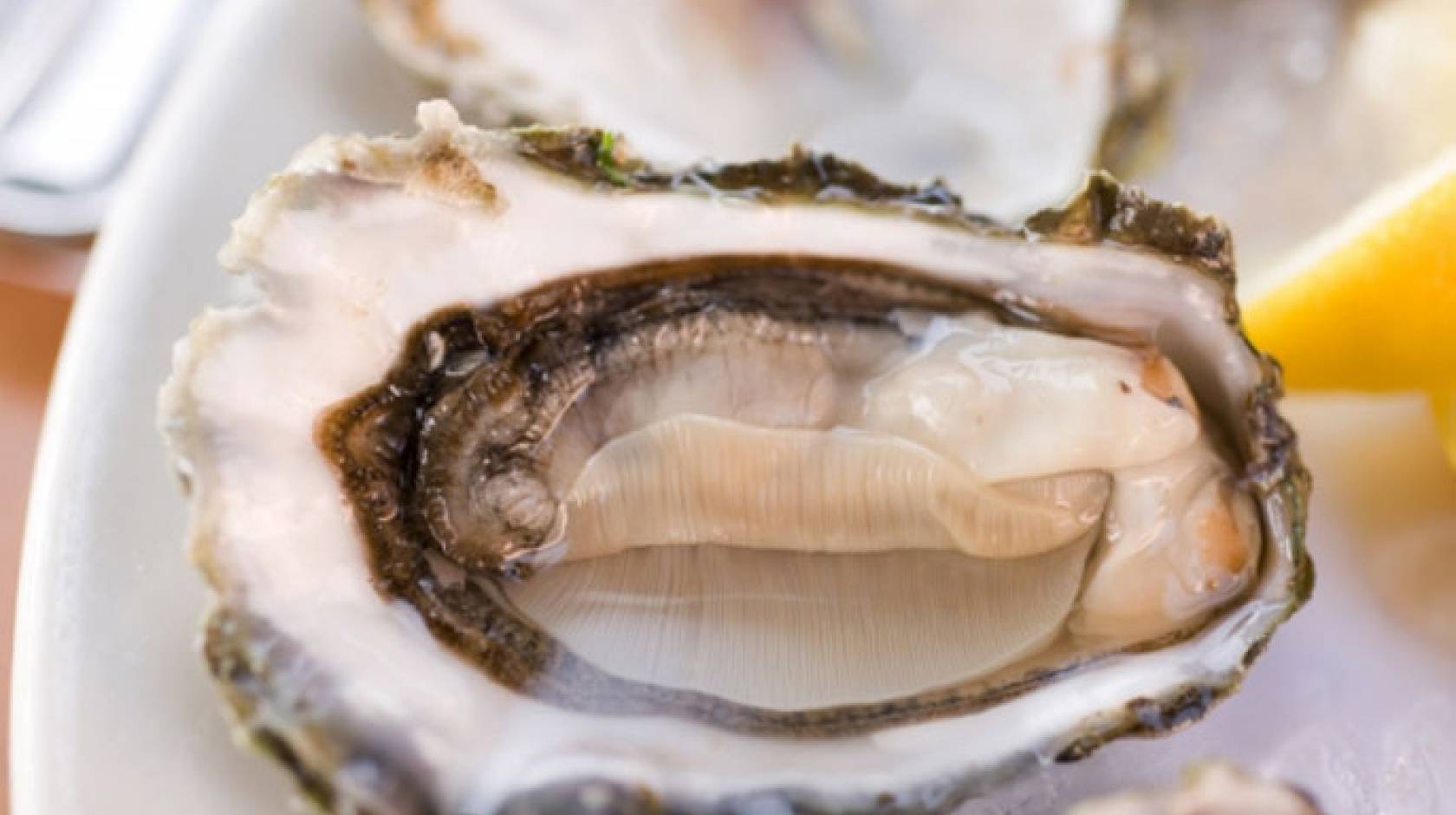 An open oyster