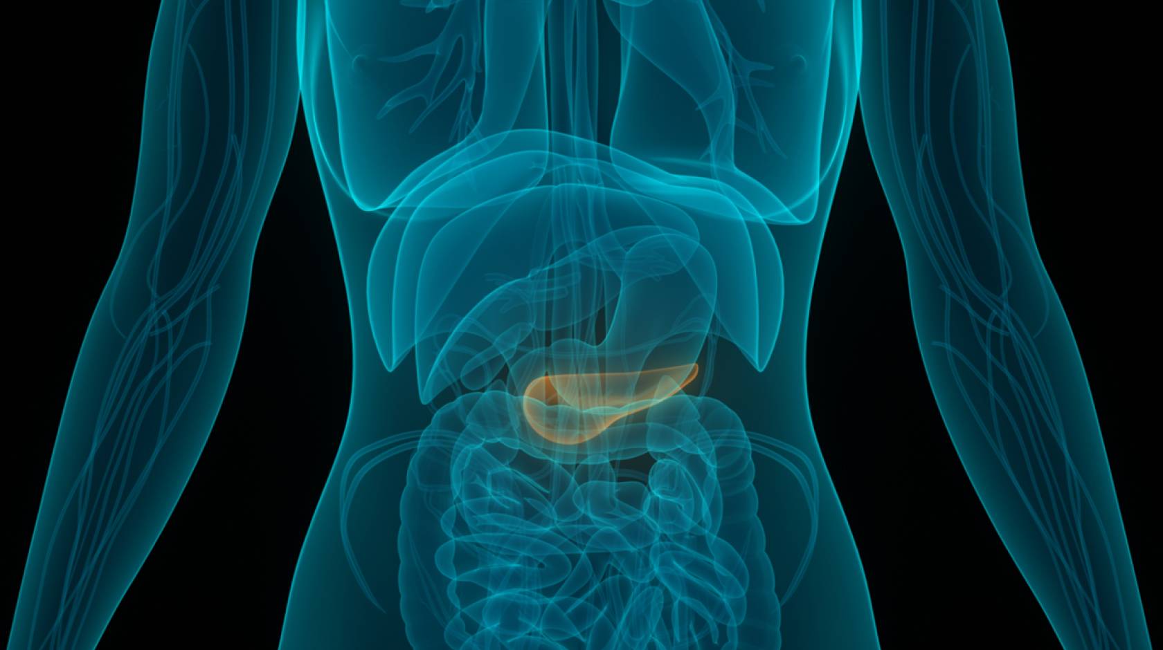 X-ray of human anatomy with pancreas highlighted