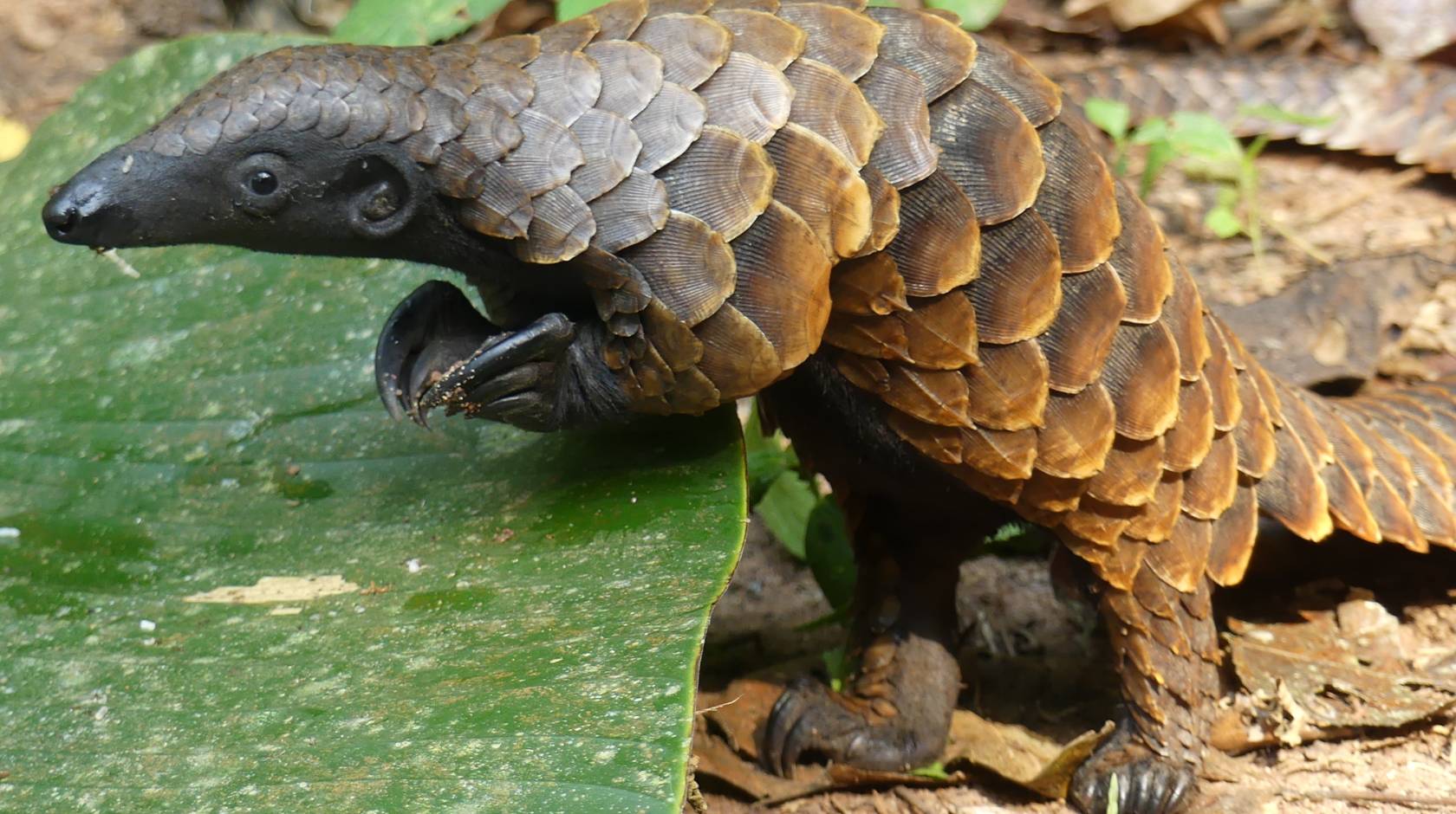 A white-bellied pangolin