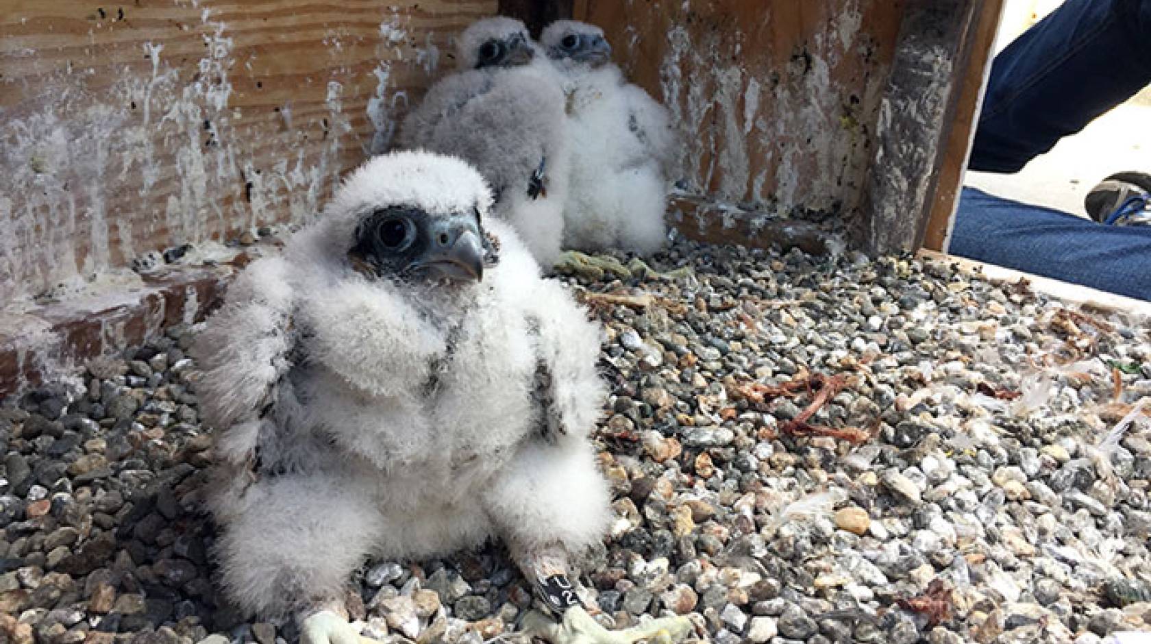 Peregrine chicks UC Berkeley