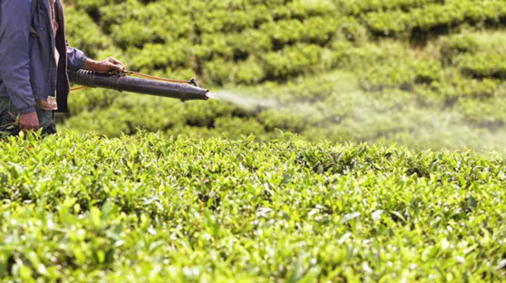 Pesticide sprayed on a field