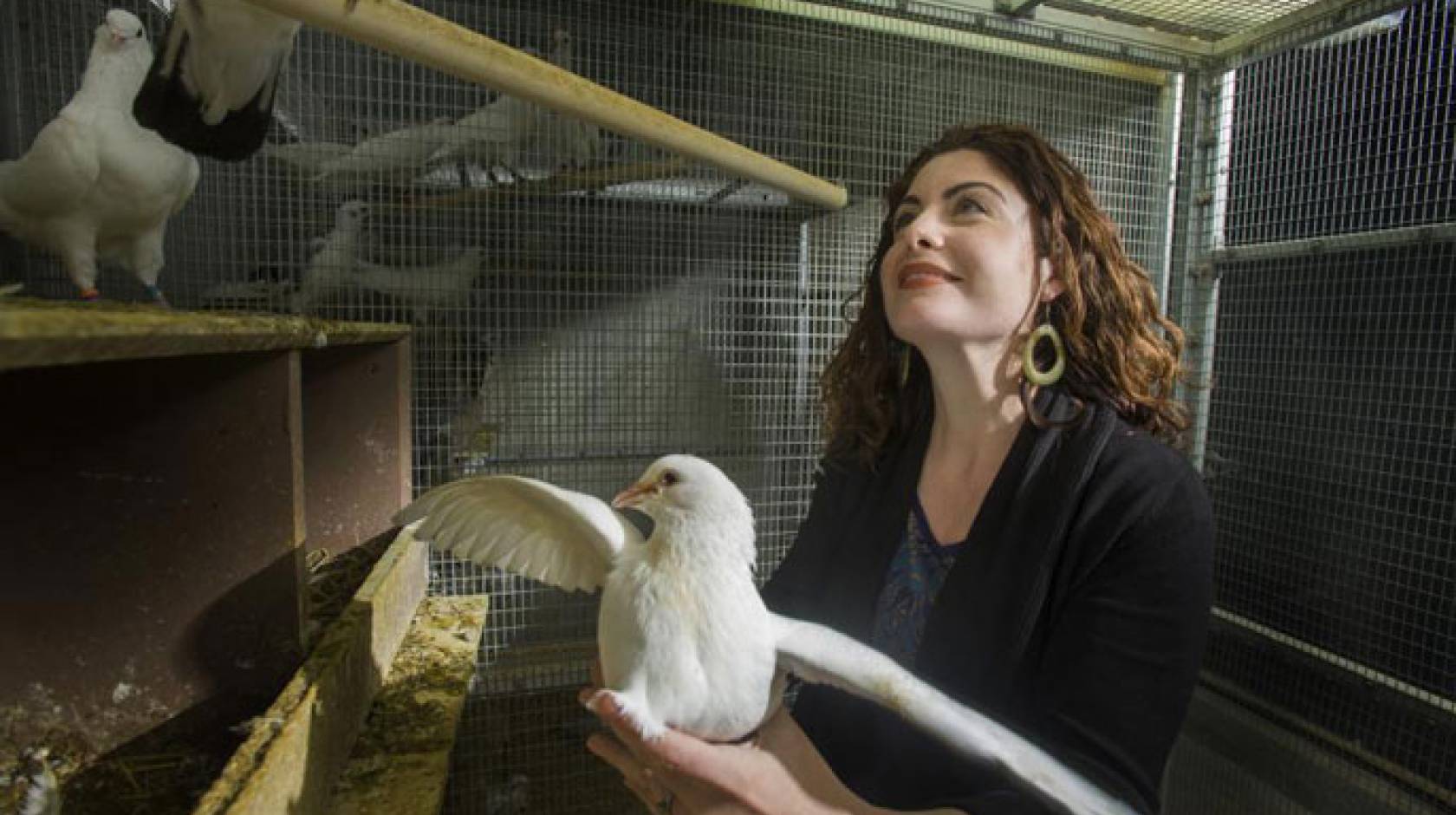 CAGE CAPTURE PIGEONS