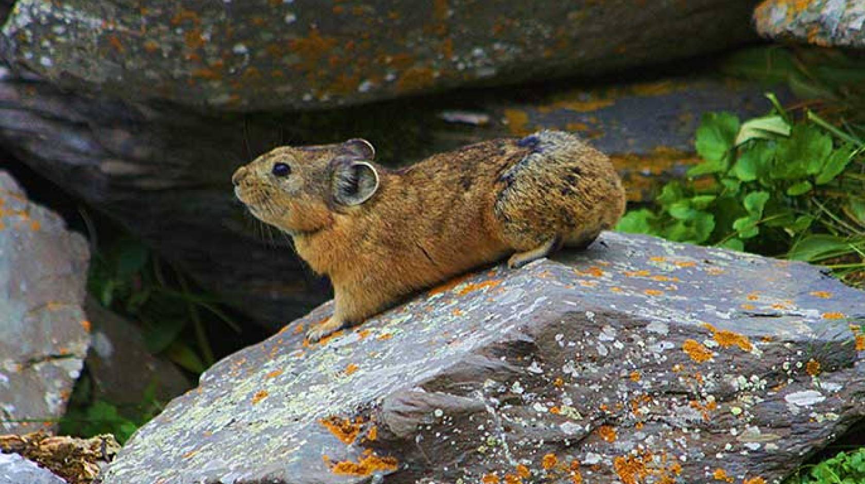 pika (via Wikimedia Commons)