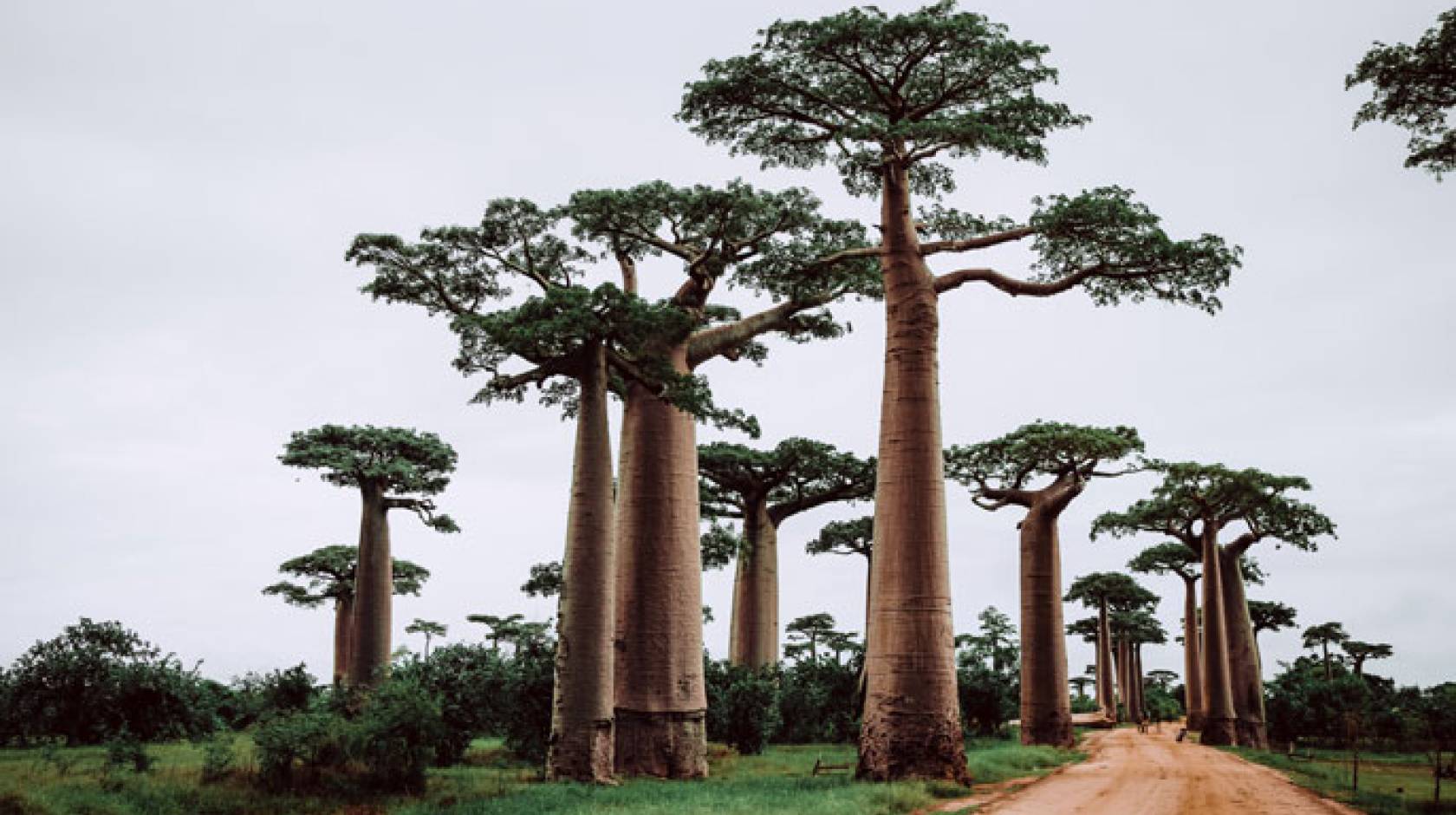 Tall trees in a clearing