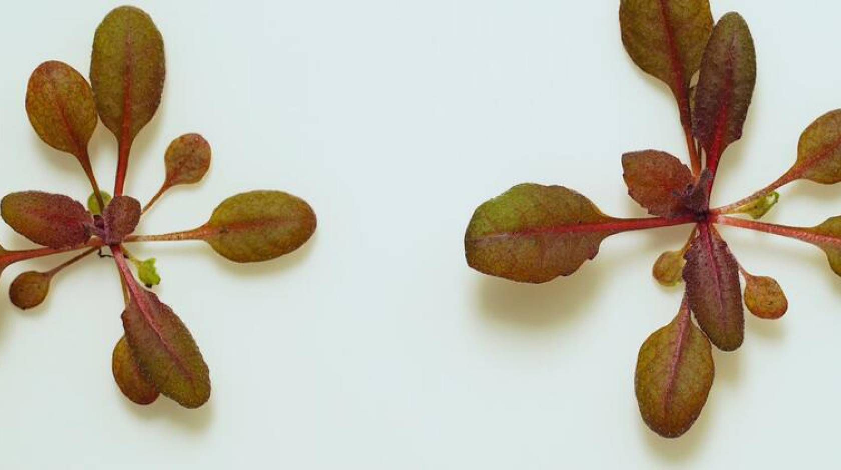 Two reddish plants