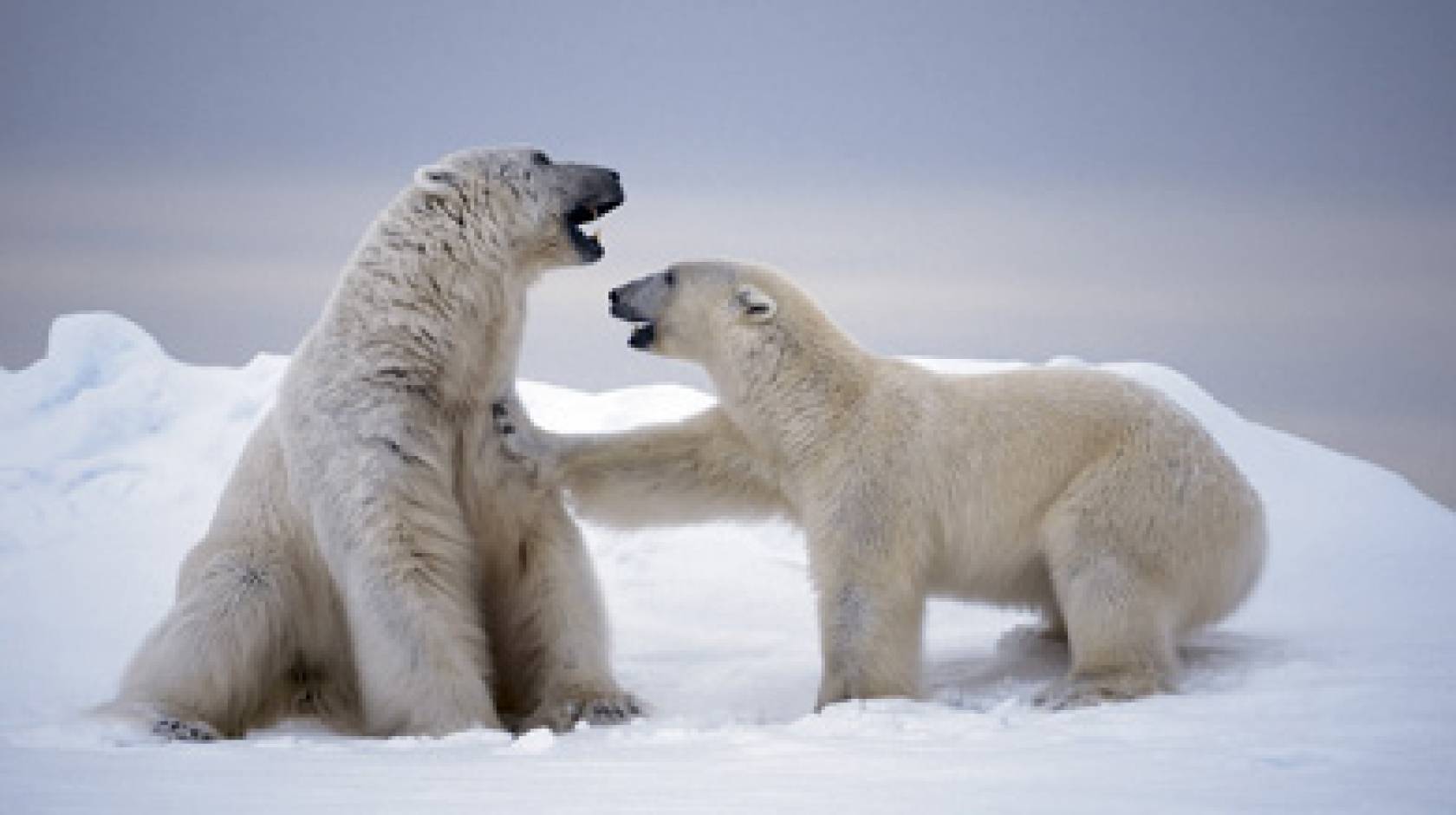 polar bears