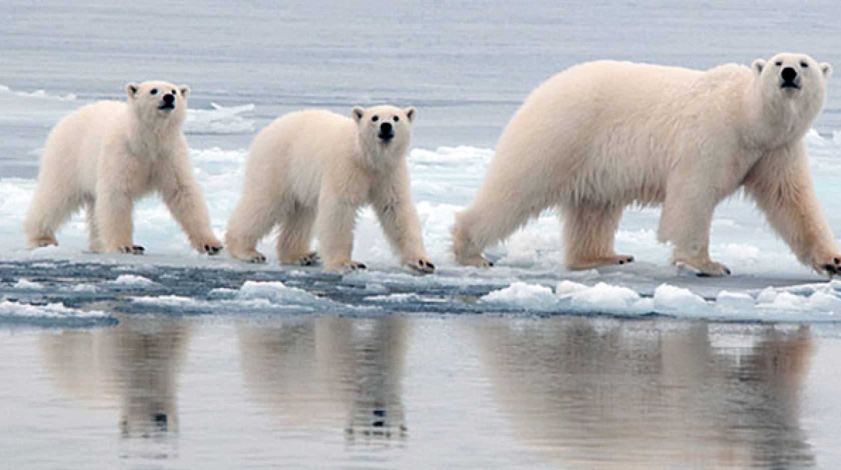 polar bears