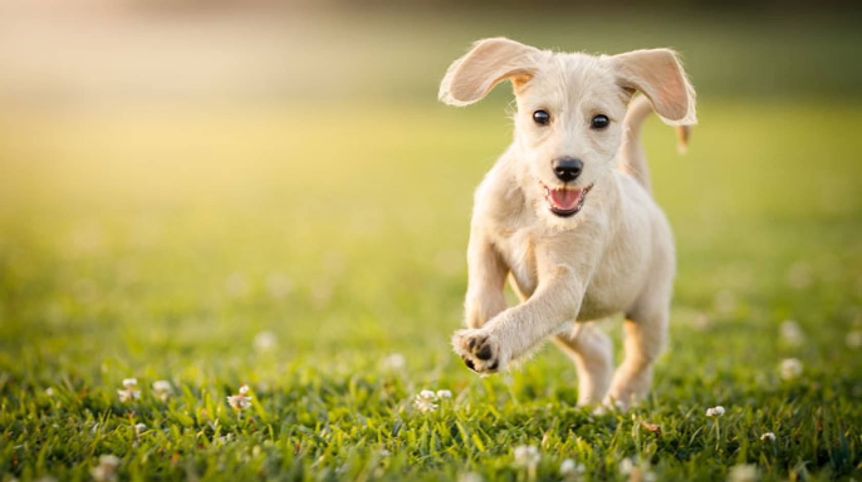 Puppy playing on a green lawn