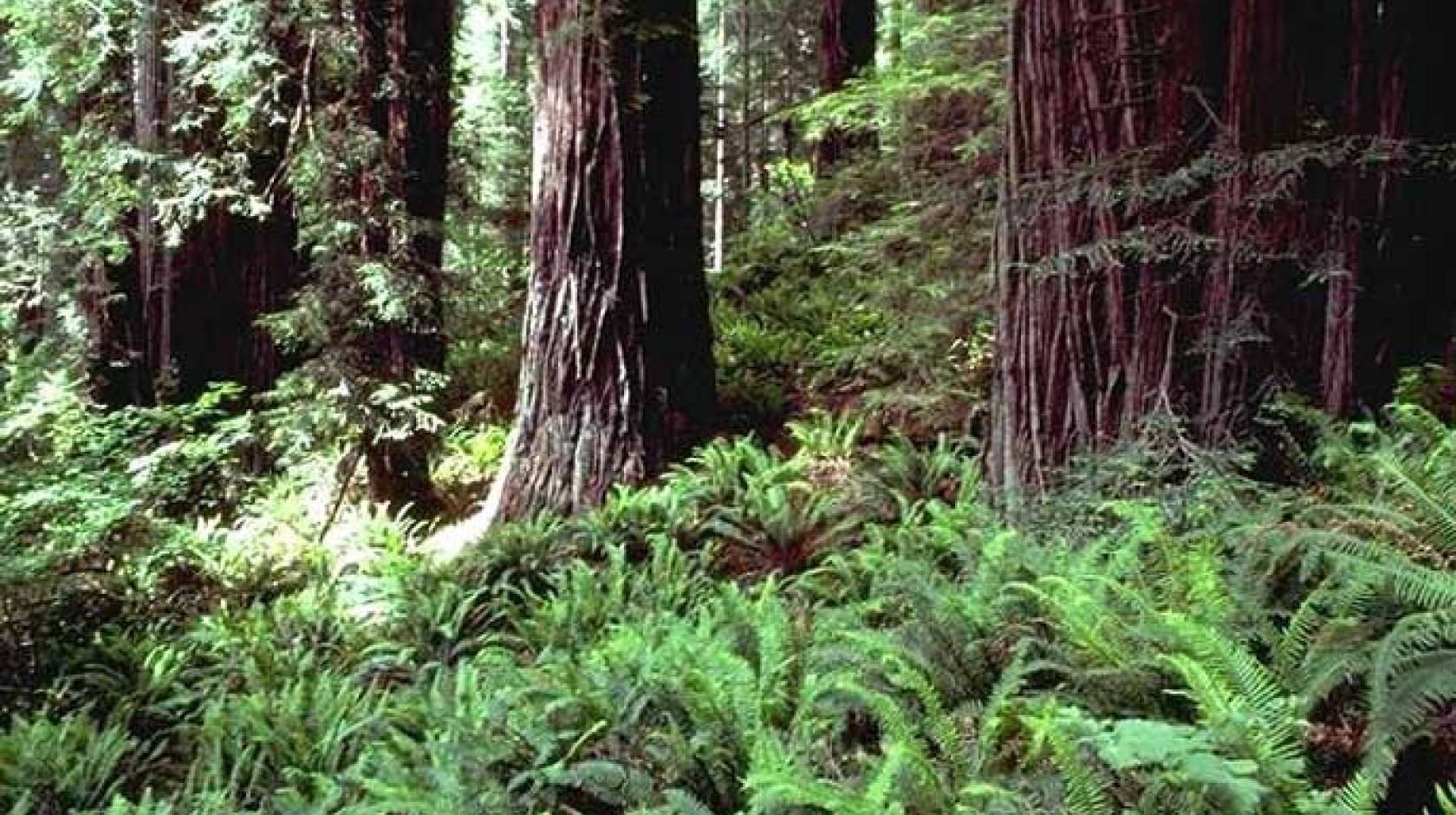Redwood ferns