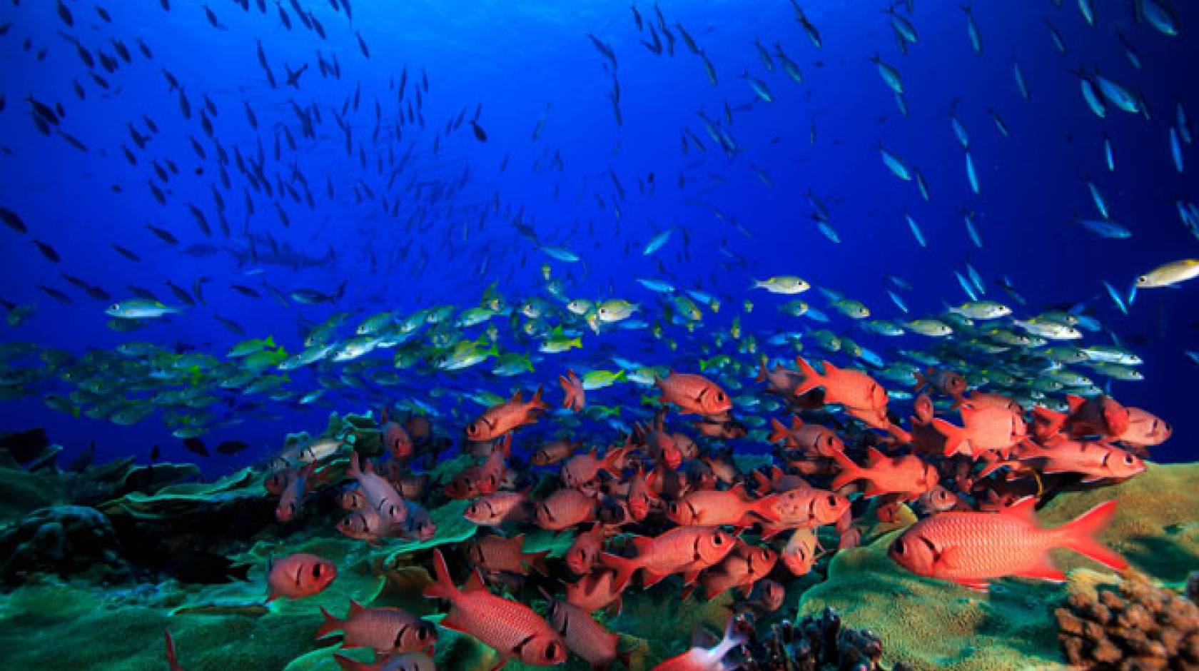 UC Santa Barbara reef underwater