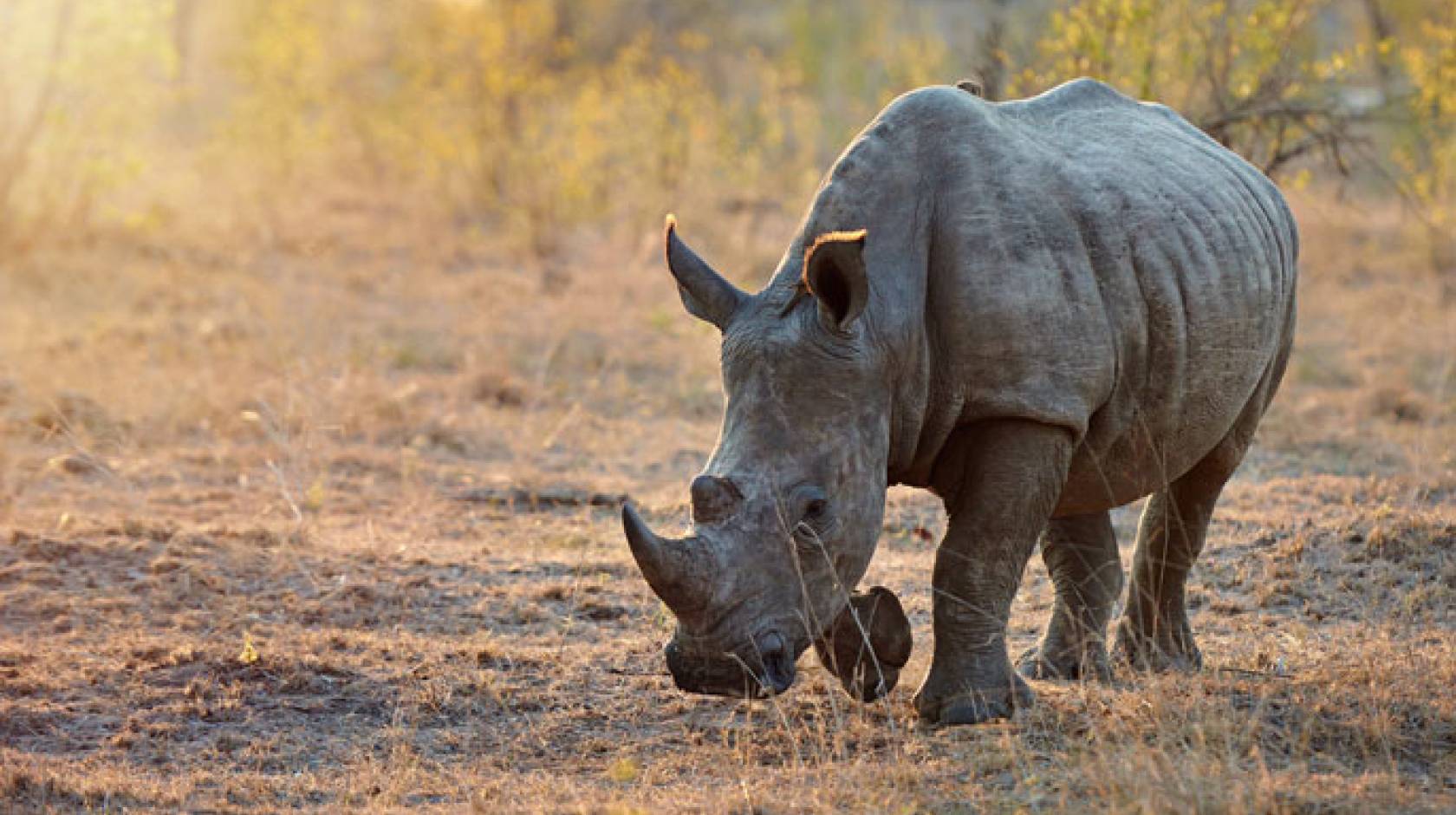 UC San Diego rhino