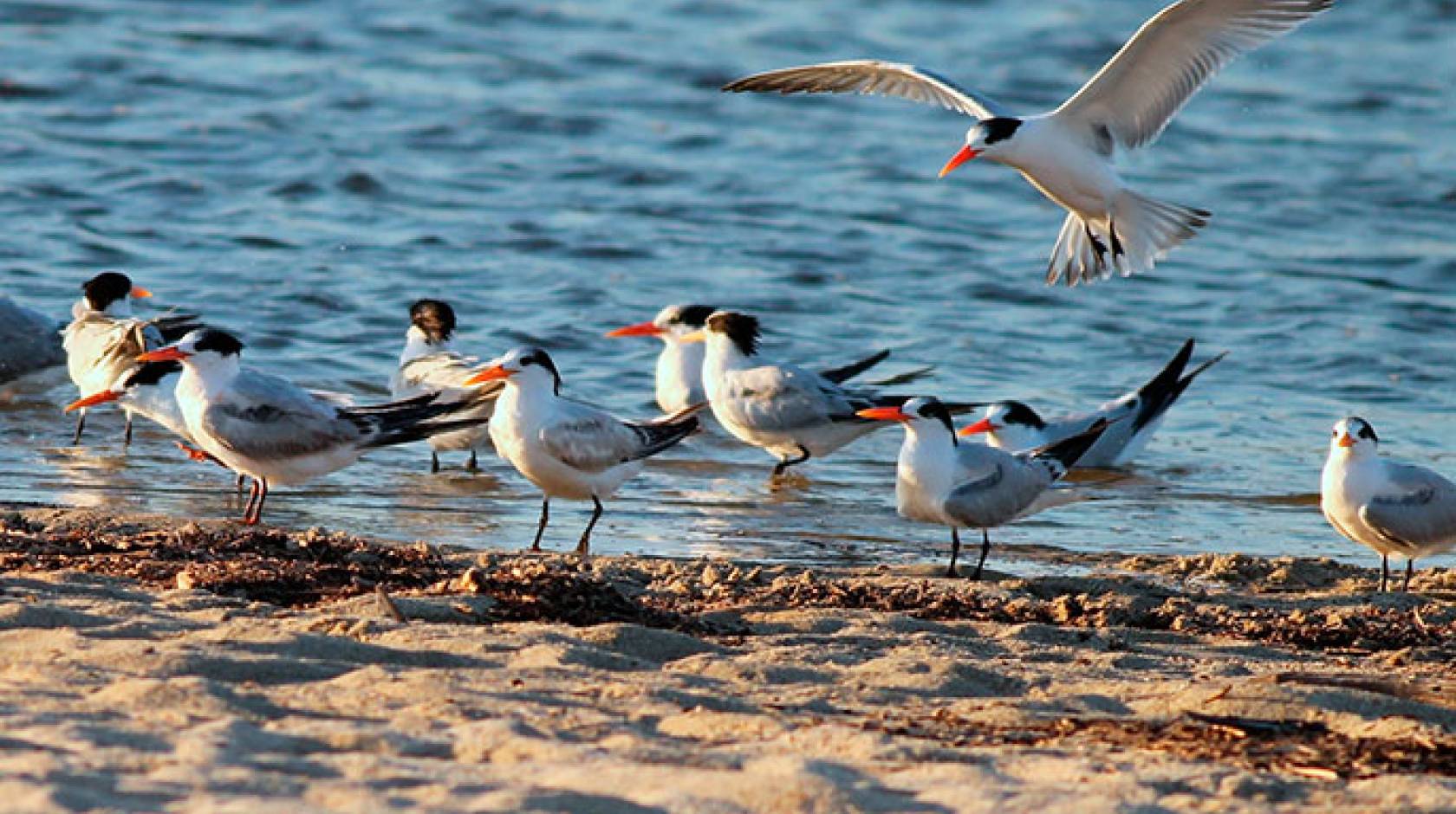 elegant terns on the beach