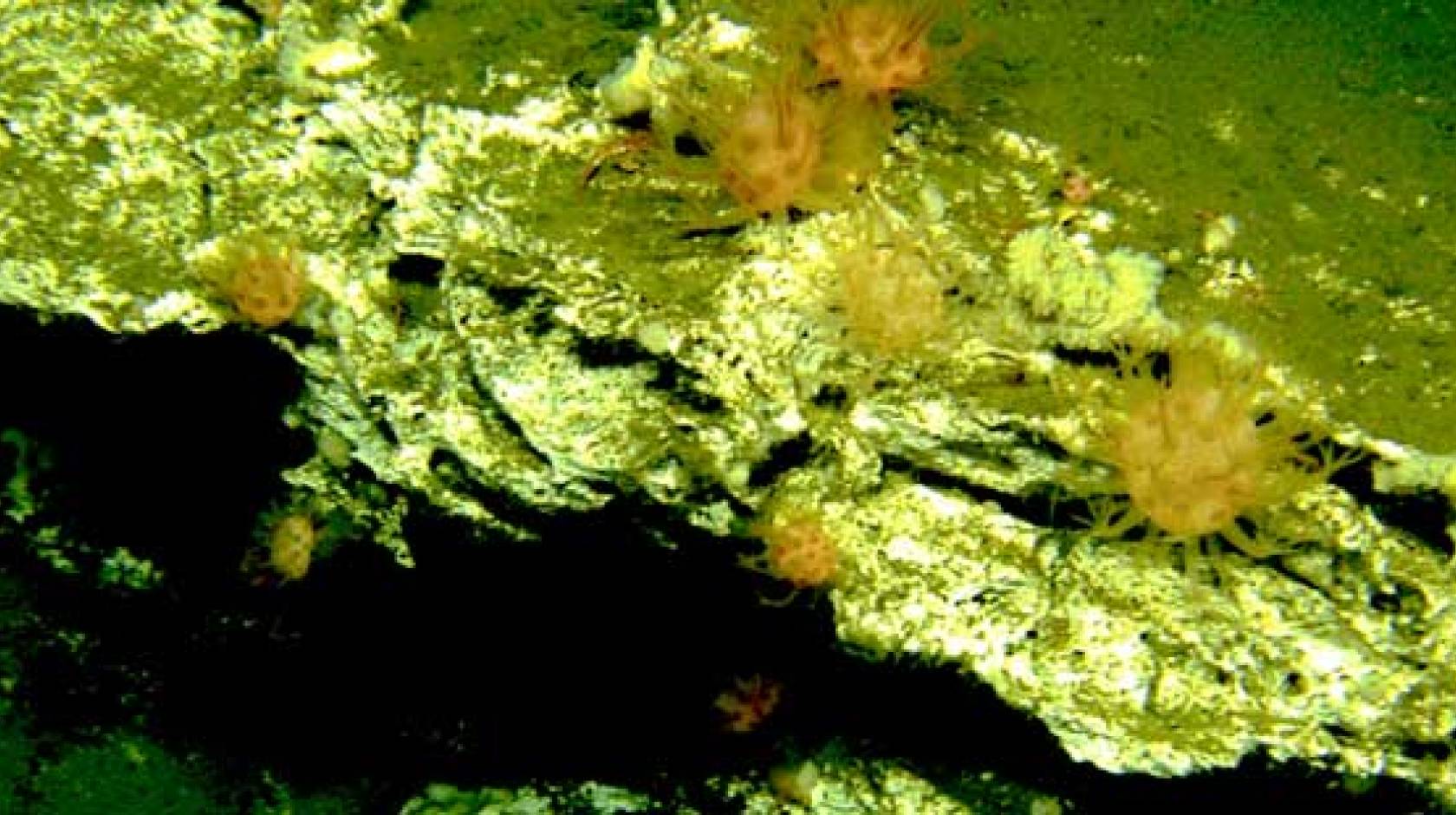 deep sea ecosystem - carbonates