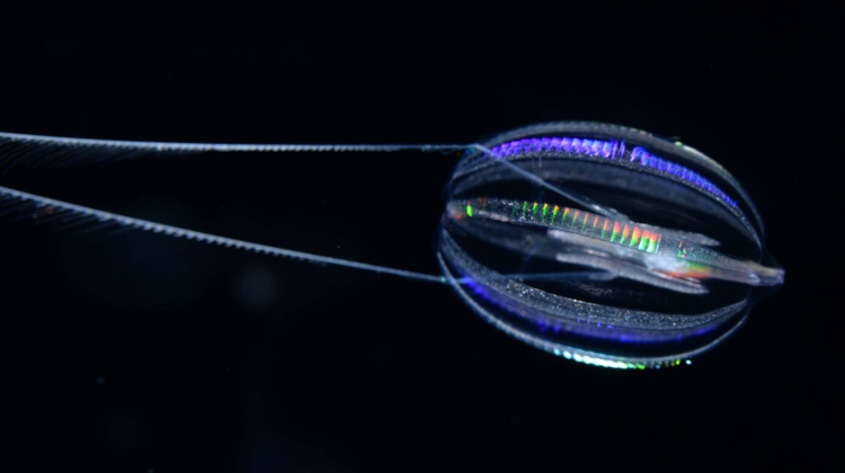 A photo of Hormiphora californensis, a comb jelly called the California sea gooseberry